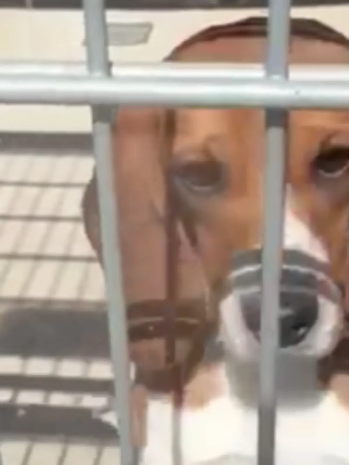 Bild zu: "Berliner Institut soll Beagle misshandeln"