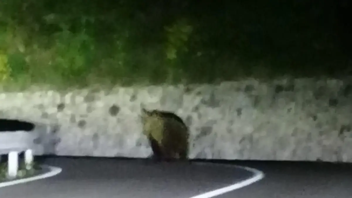 Ein Bär streift auf einer Straße durch die Nacht.