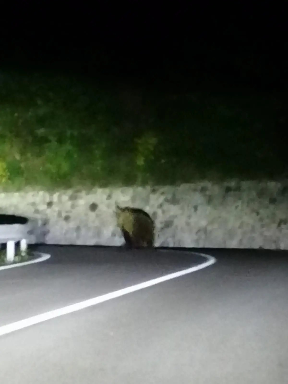 Ein Bär streift auf einer Straße durch die Nacht. 