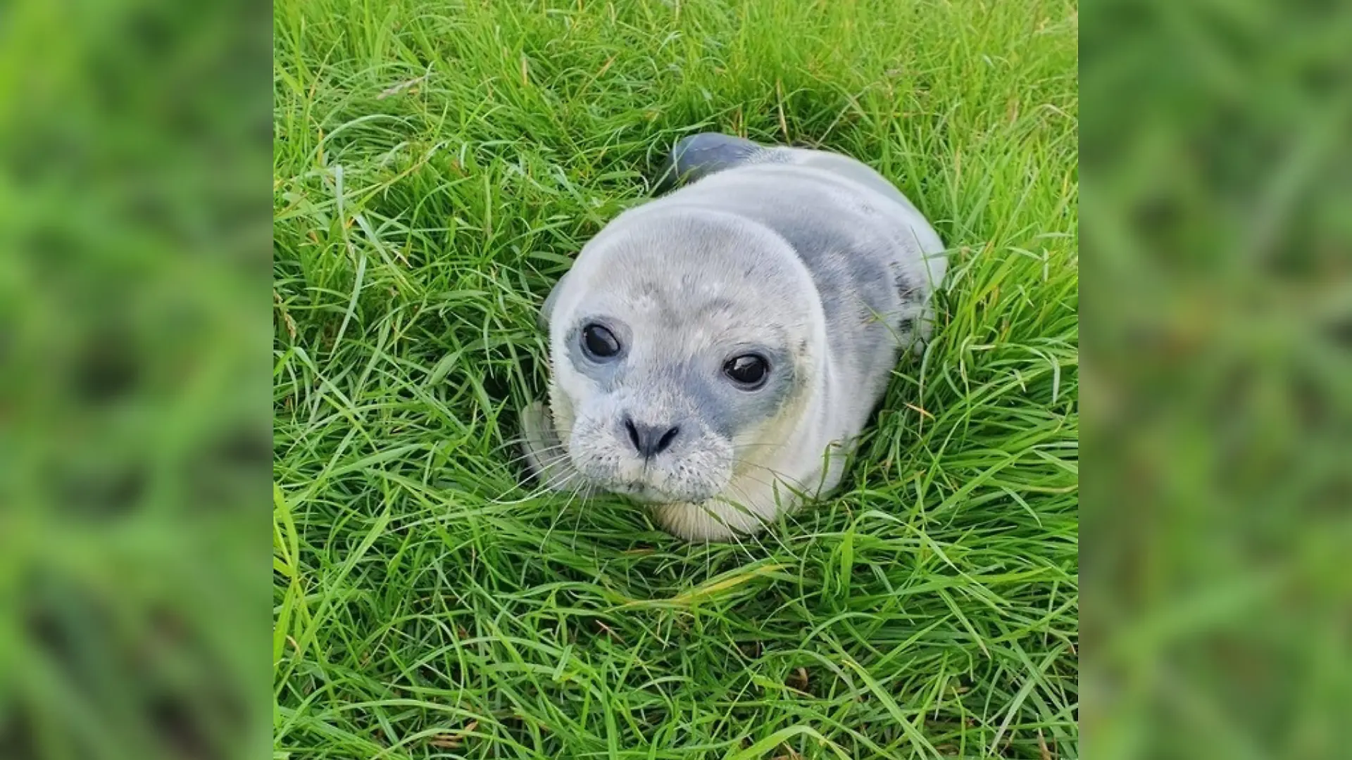 Fussel kann jetzt in der Auffangstation in Norddeich groß und stark werden.