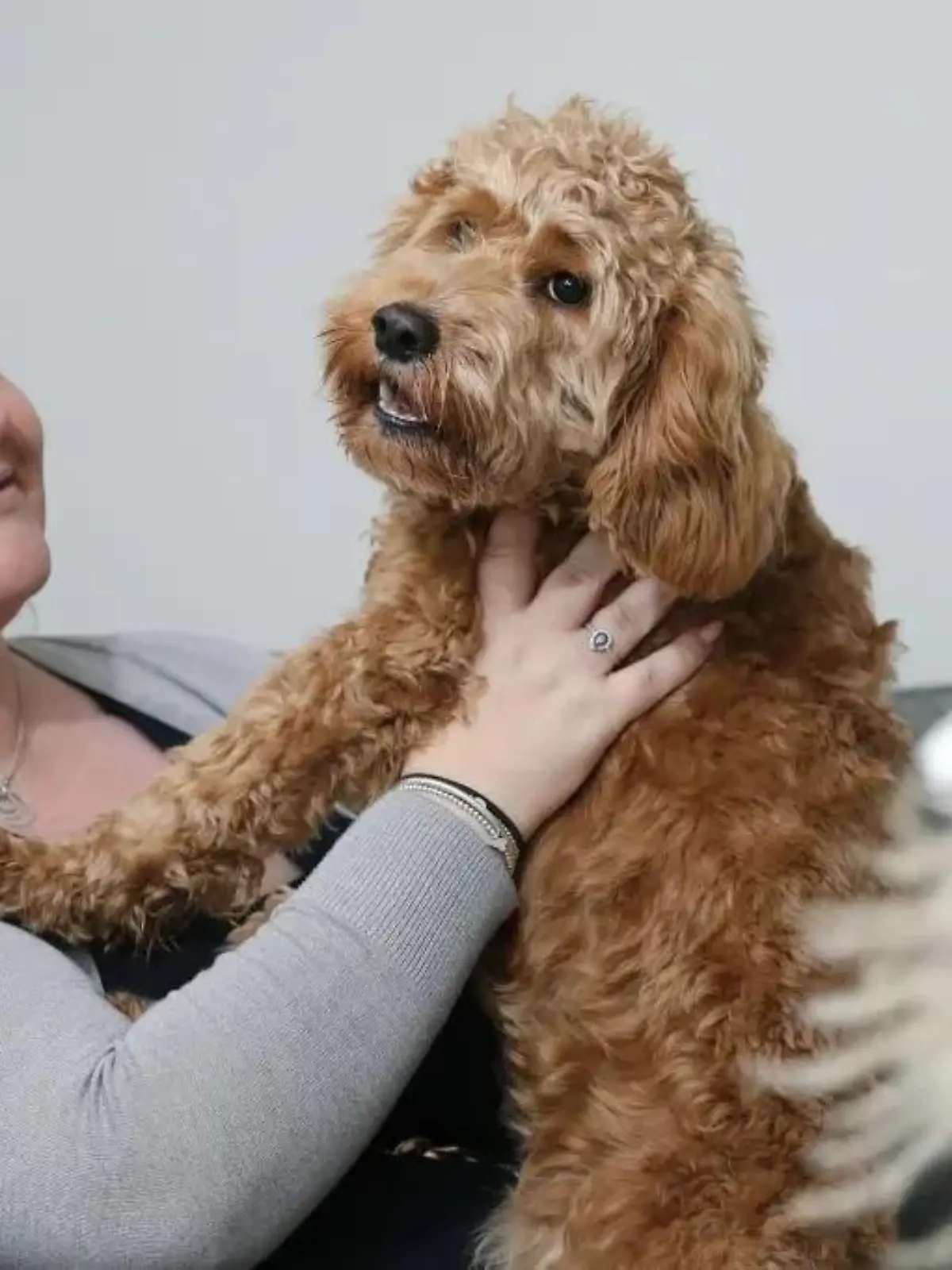 Arthur, ein sechs Monate alter Cockapoo, war plötzlich gelähmt. Er kann wieder laufen nachdem seine Wirbelsäule mit 3D-gedruckten Schrauben repariert wurde.