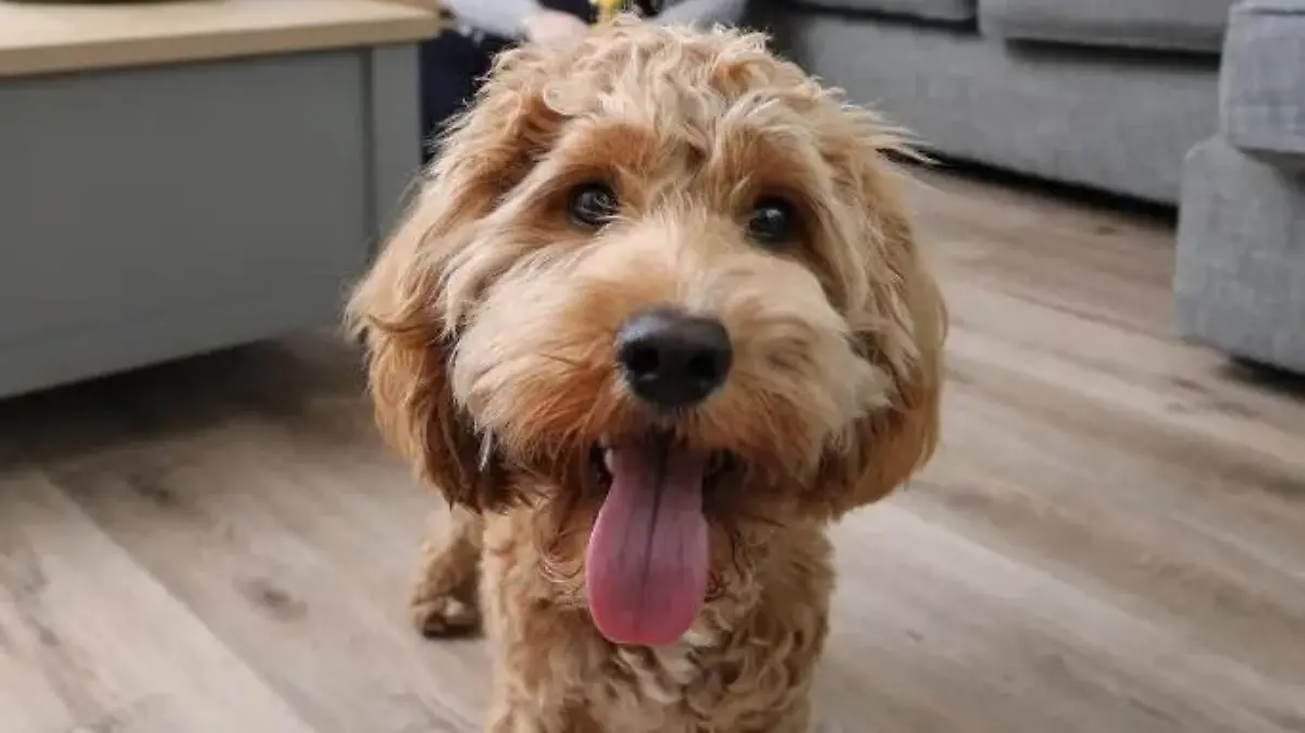 Arthur, ein sechs Monate alter Cockapoo, war plötzlich gelähmt. Er konnte wieder laufen, nachdem seine Wirbelsäule mit 3D-gedruckten Schrauben repariert wurde.