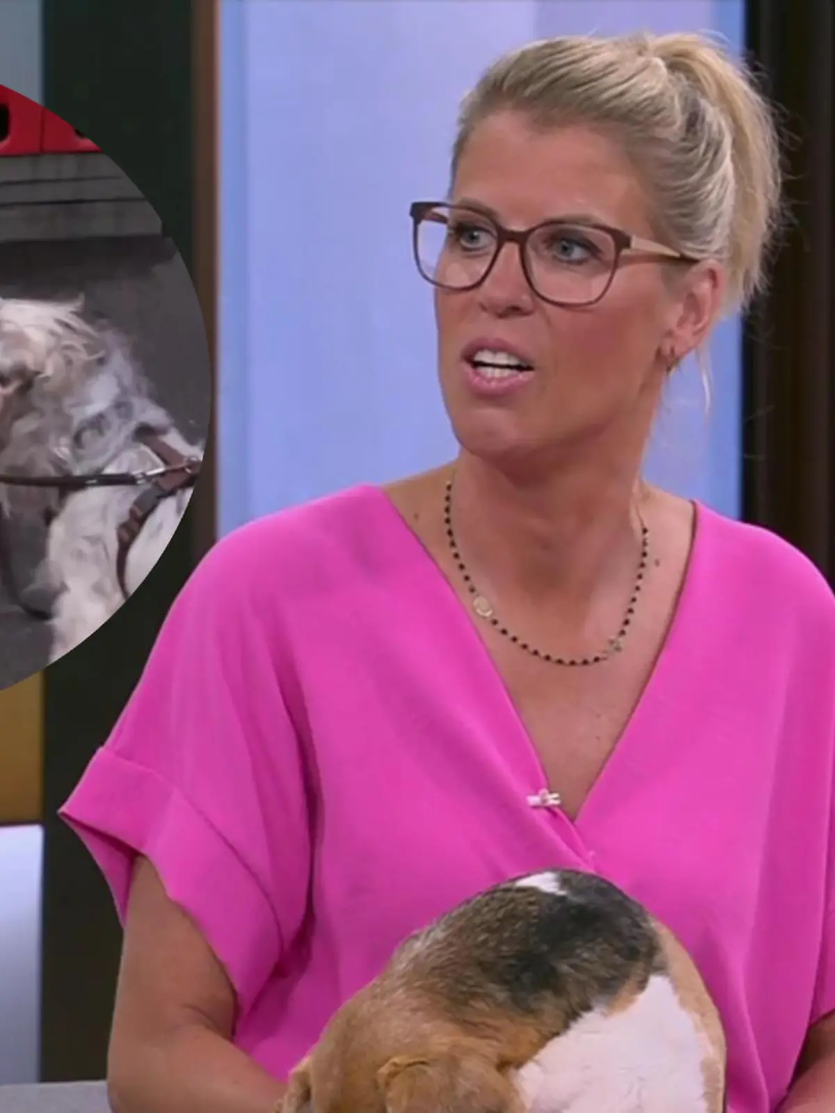 "Top Dog Germany"-Tierärztin Doc Polly erklärt, welche Hunde bei der Show mitmachen dürfen - und vor allem: welche nicht!