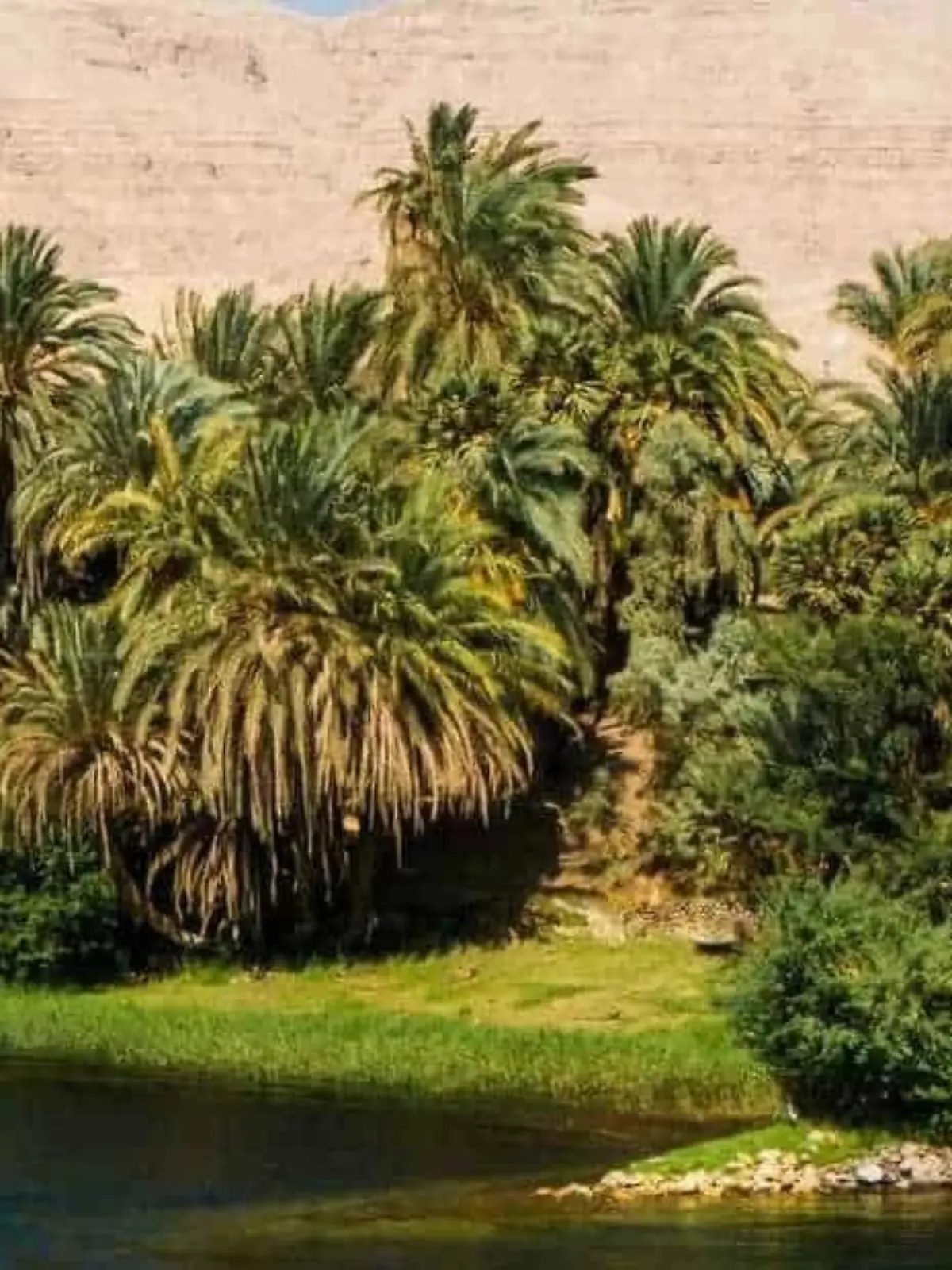 Krokodil-Suchbild