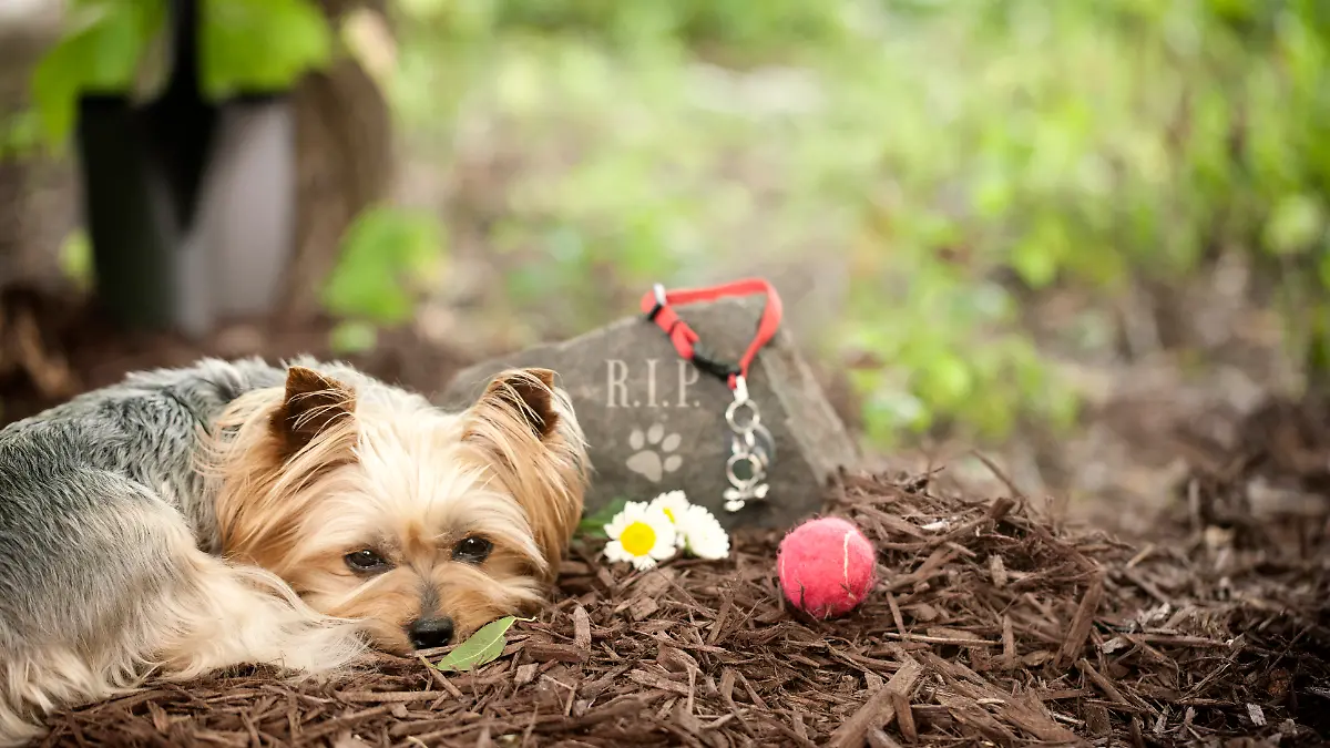 iStock/Liliboas