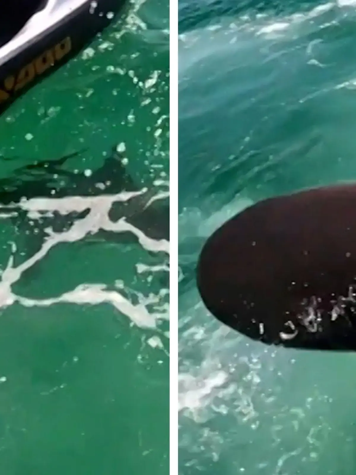 Dass hier nichts passiert ist, ist kaum zu glauben: Andrew Cady und viele andere Menschen wollten am Grayton Beach in Florida eigentlich nur die Seele baumeln lassen. Doch von einem auf den anderen Moment sind sie in Lebensgefahr. Ein Hai hat es auf den Jetski von Andrew abgesehen! Nur wenige Meter entfernt schwimmen Menschen im Wasser – völlig schutzlos. Den schockierenden Vorfall seht ihr im Video!