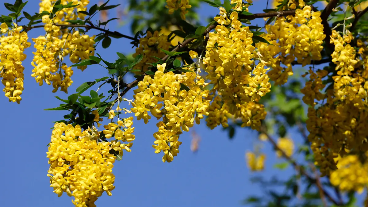 Goldregen (laburnum) im Mai