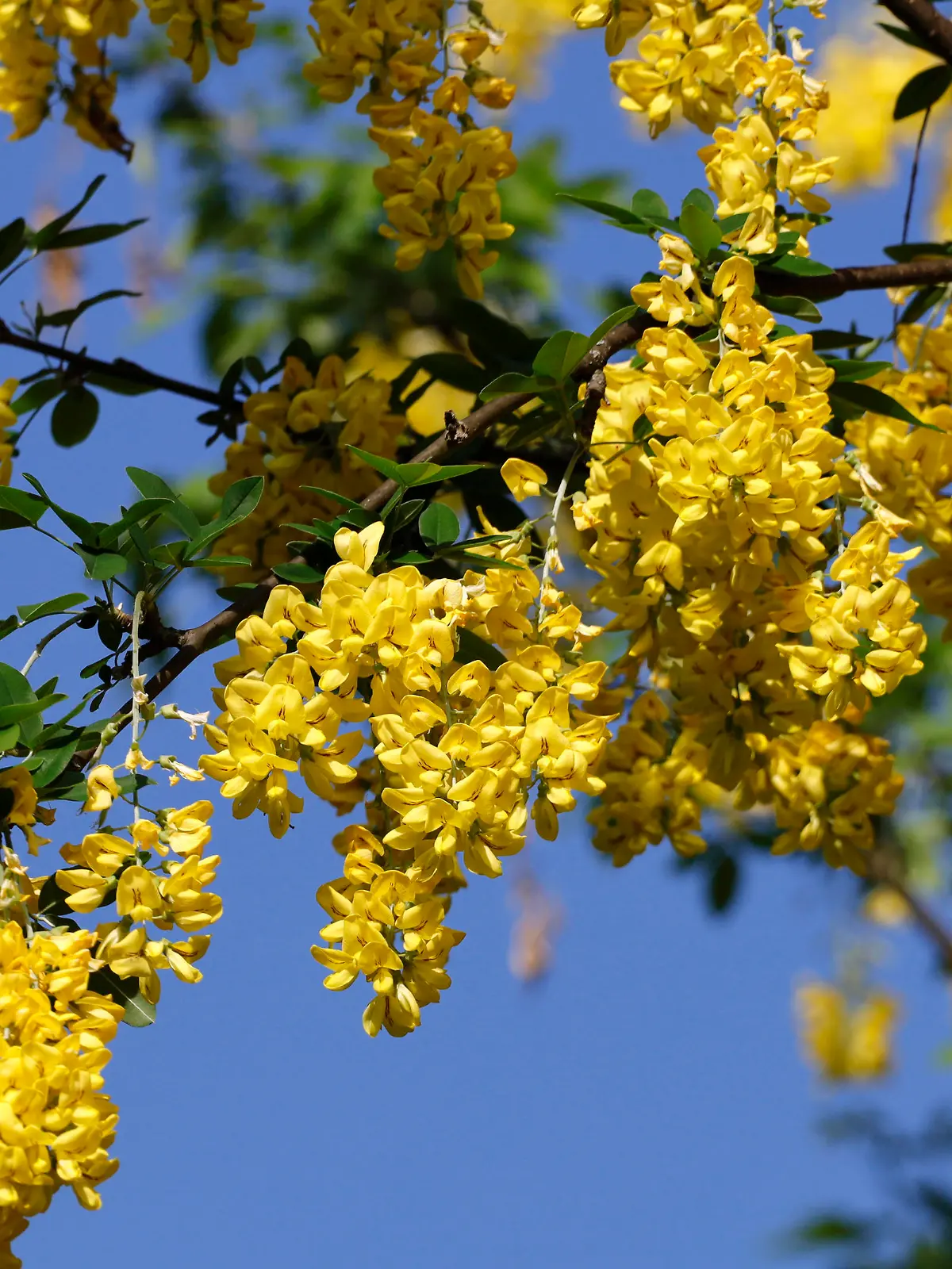 Goldregen (laburnum) im Mai
