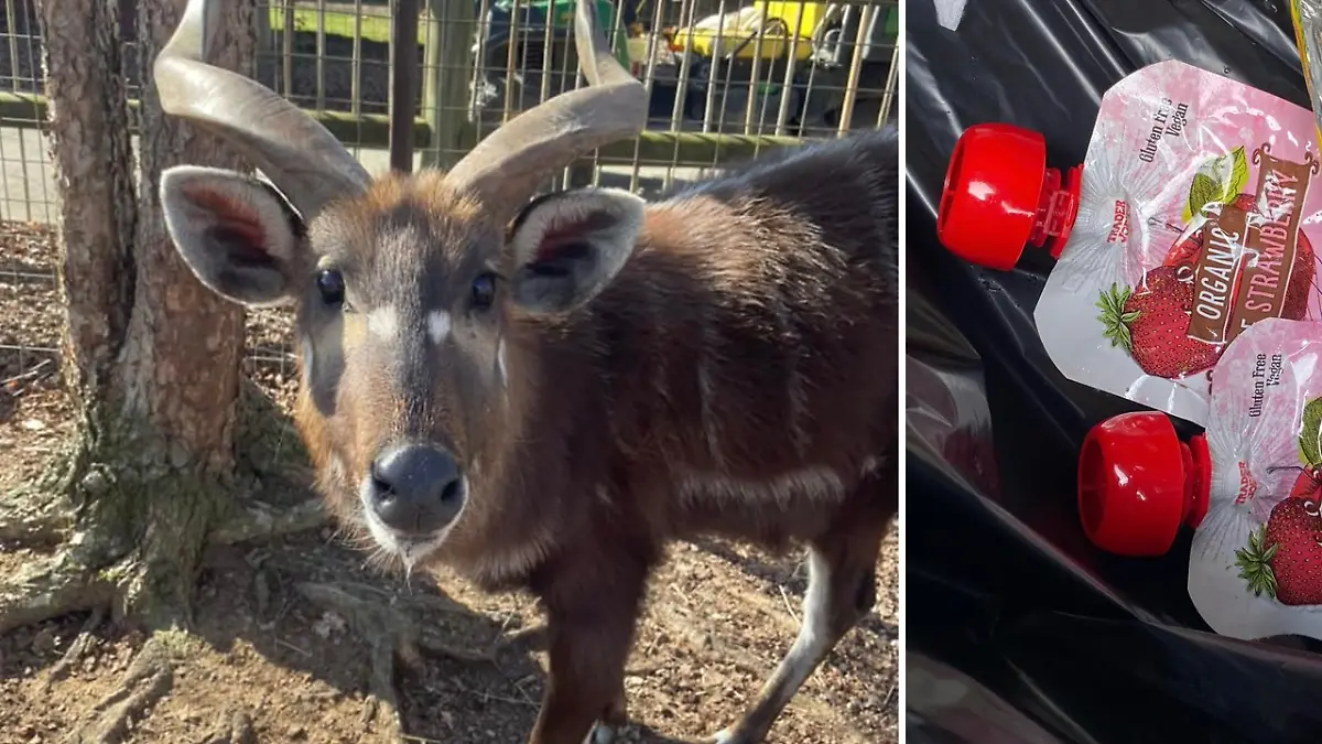 Die Antilope Lief ist an einem Plastikdeckel gestorben. 