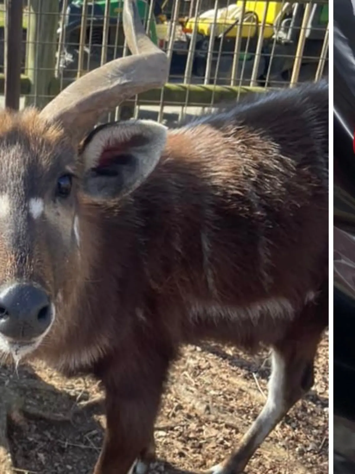 Die Antilope Lief ist an einem Plastikdeckel gestorben. 