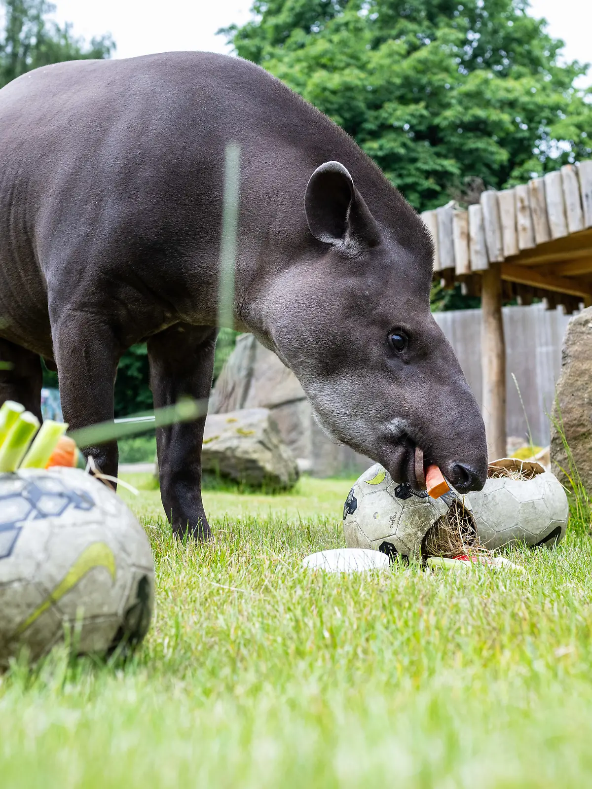 Tapir Theo aus dem Zoo Münster trifft Vorhersagen über die Deutschland-Spiele bei der Fußball-EM 2024.