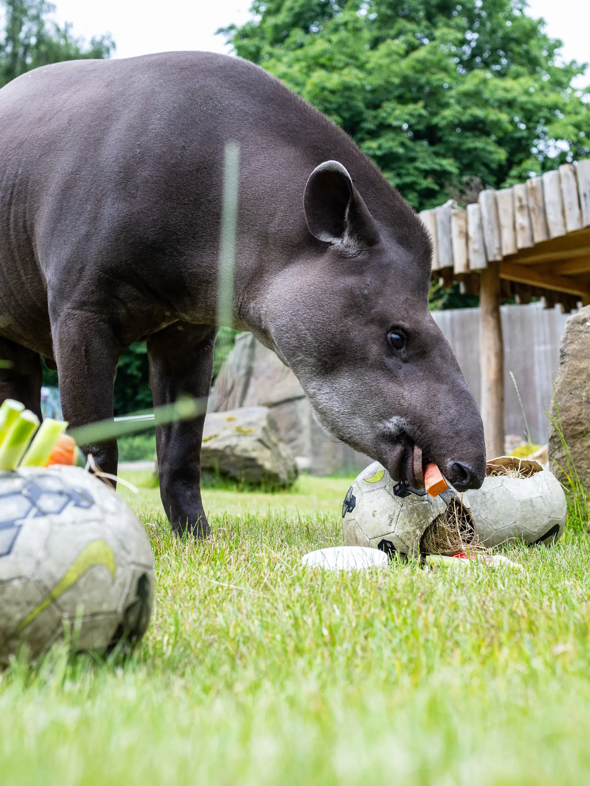 Tapir Theo aus dem Zoo Münster trifft Vorhersagen über die Deutschland-Spiele bei der Fußball-EM 2024.