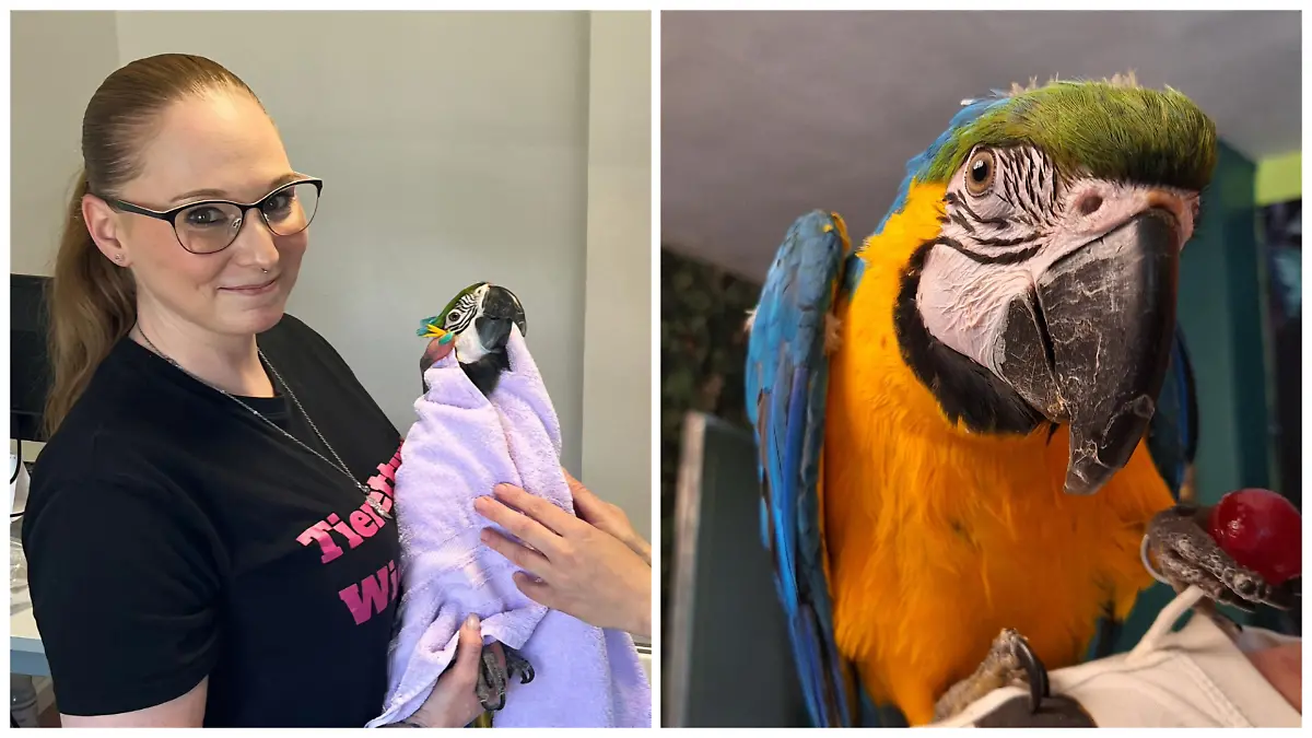 Fotokollage: Links Jenny Ackermann mit Saphira, rechts Saphira in Nahaufnahme