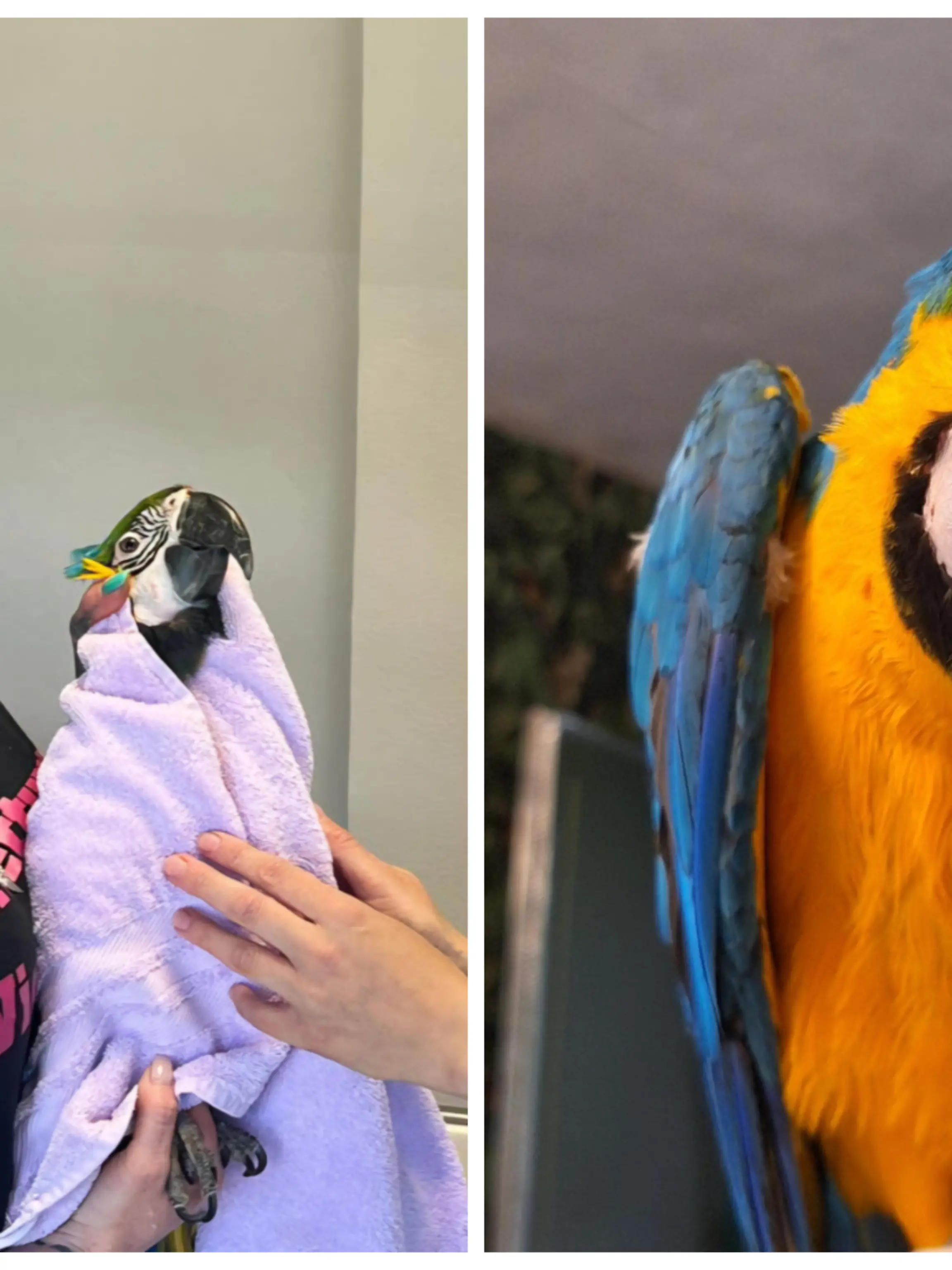 Fotokollage: Links Jenny Ackermann mit Saphira, rechts Saphira in Nahaufnahme