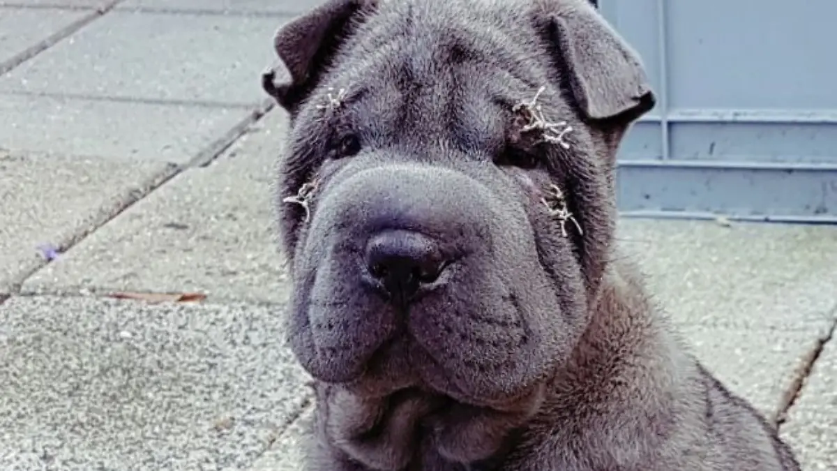 Shar-Pei-Hund