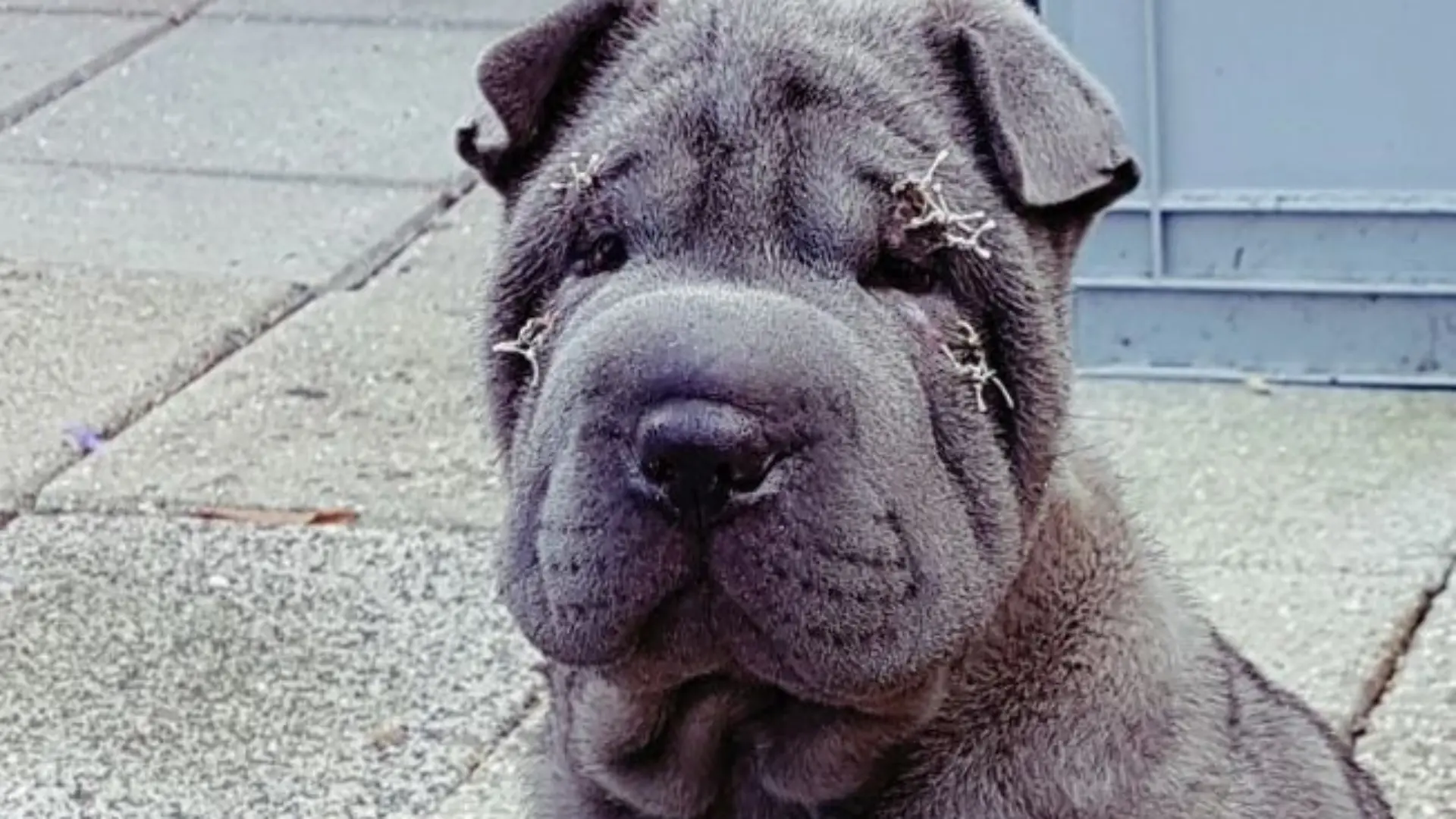 Shar-Pei-Hund