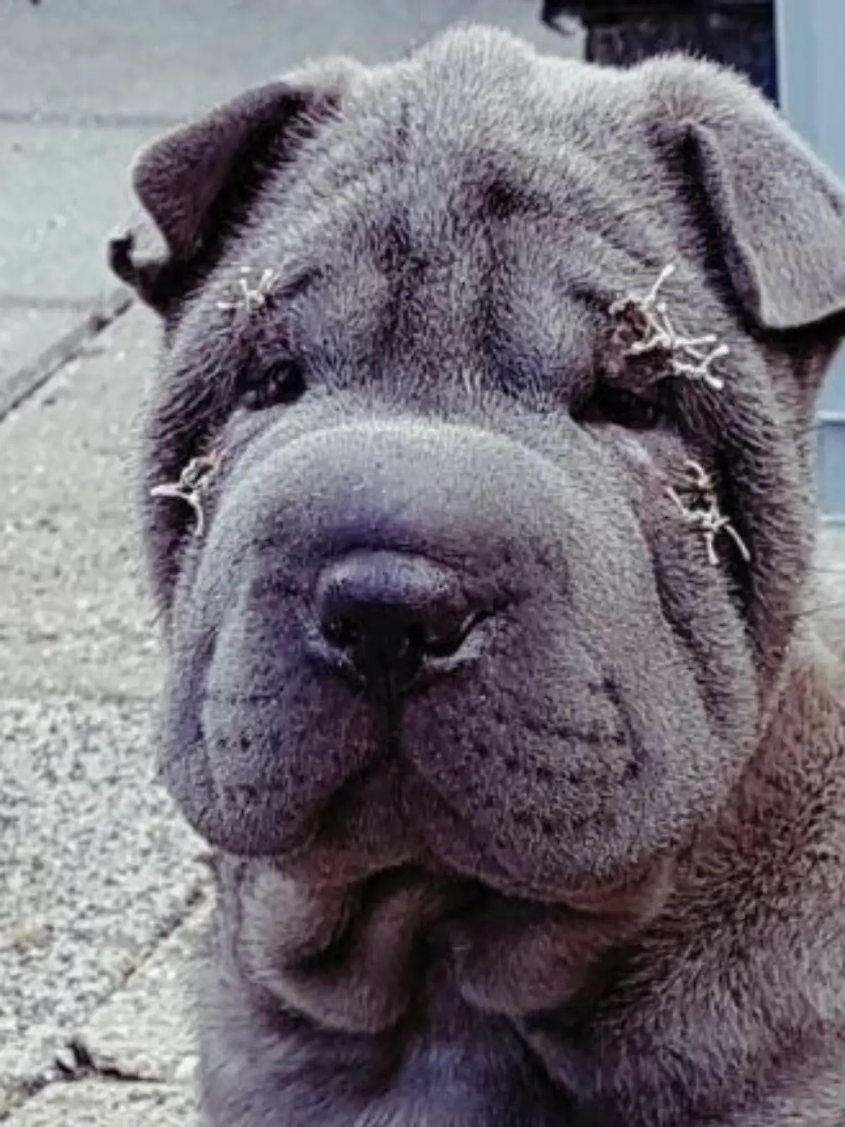 Shar-Pei-Hund