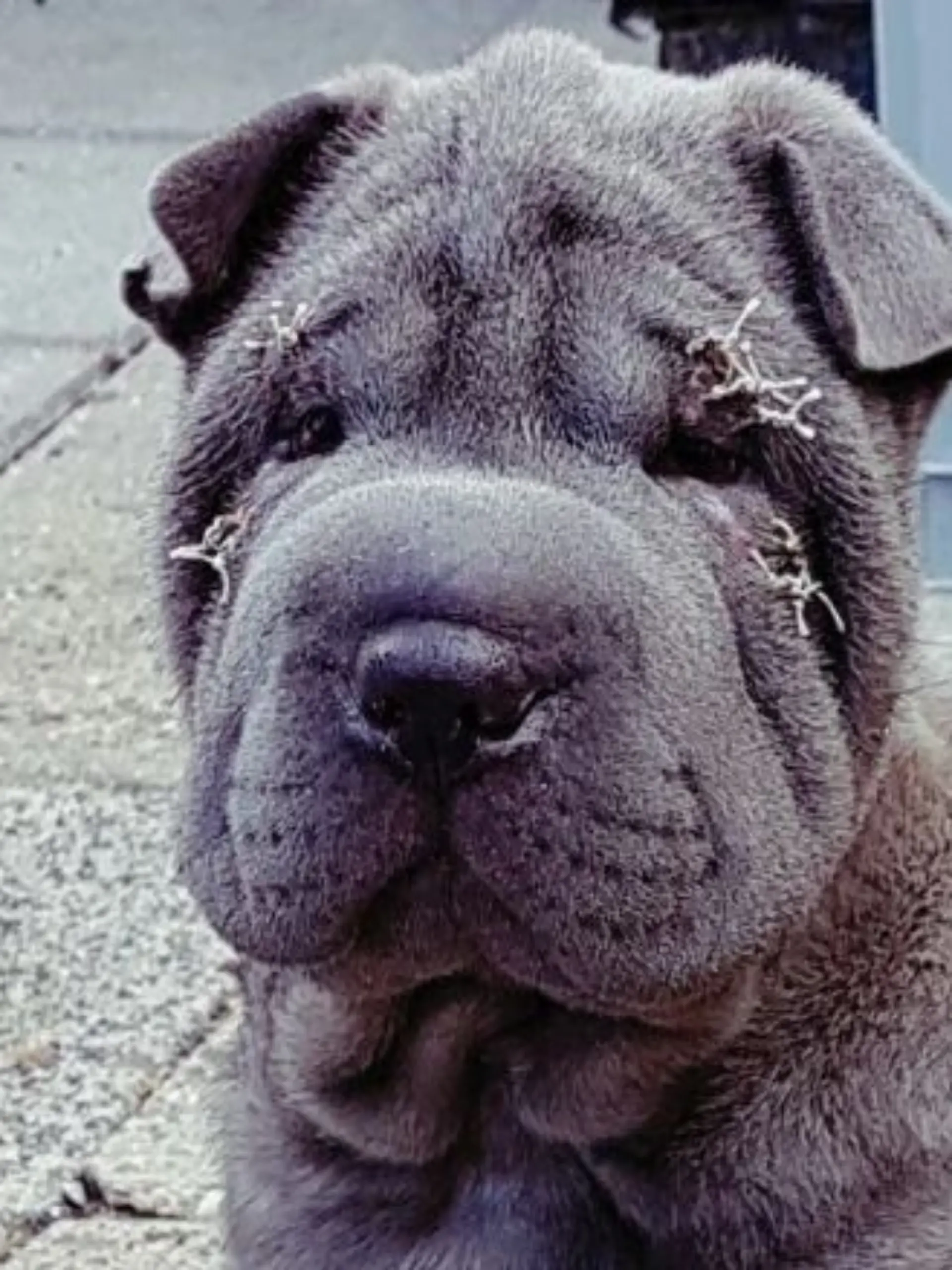 Shar-Pei-Hund