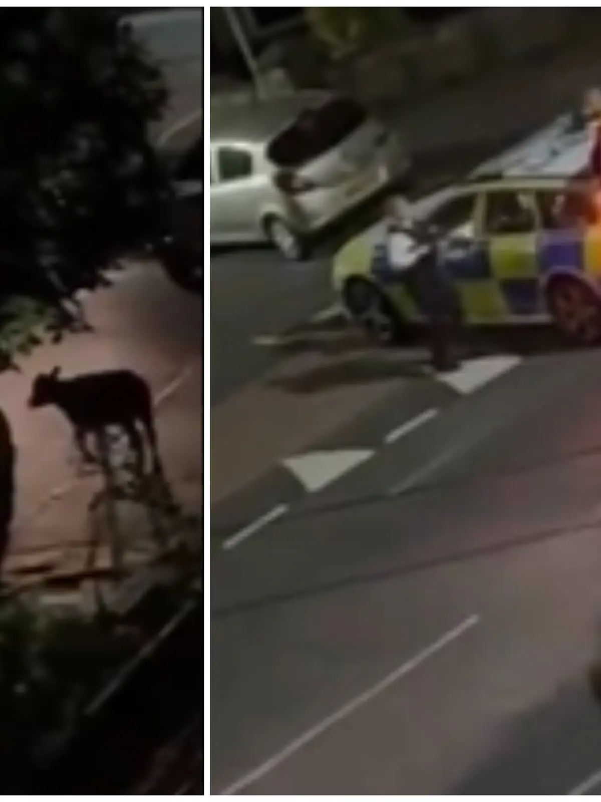 ie Polizei mit ihrem Streifenwagen ein verängstigtes Kalb rammte