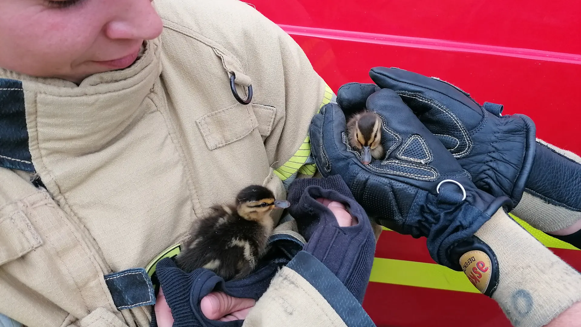 Die kleinen Entchen sind bei der Feuerwehr in sicheren Händen.
