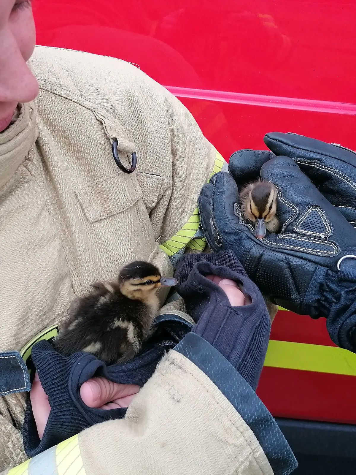 Die kleinen Entchen sind bei der Feuerwehr in sicheren Händen. 