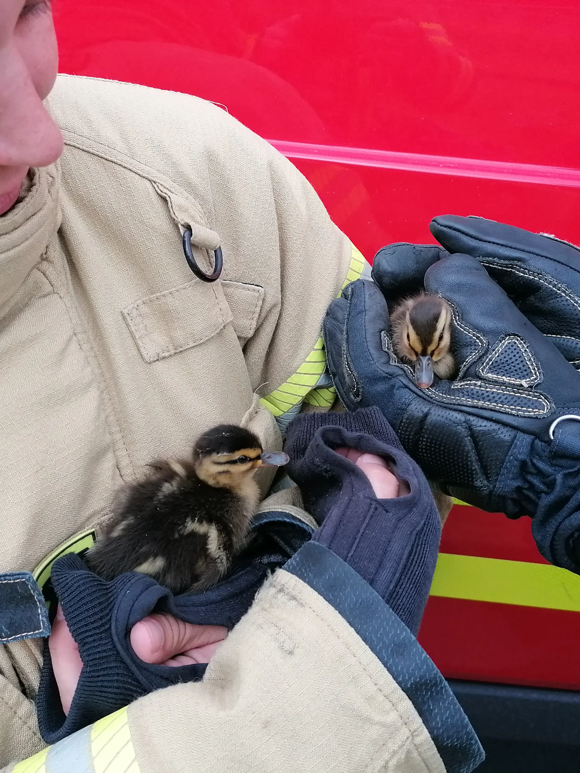 Die kleinen Entchen sind bei der Feuerwehr in sicheren Händen. 