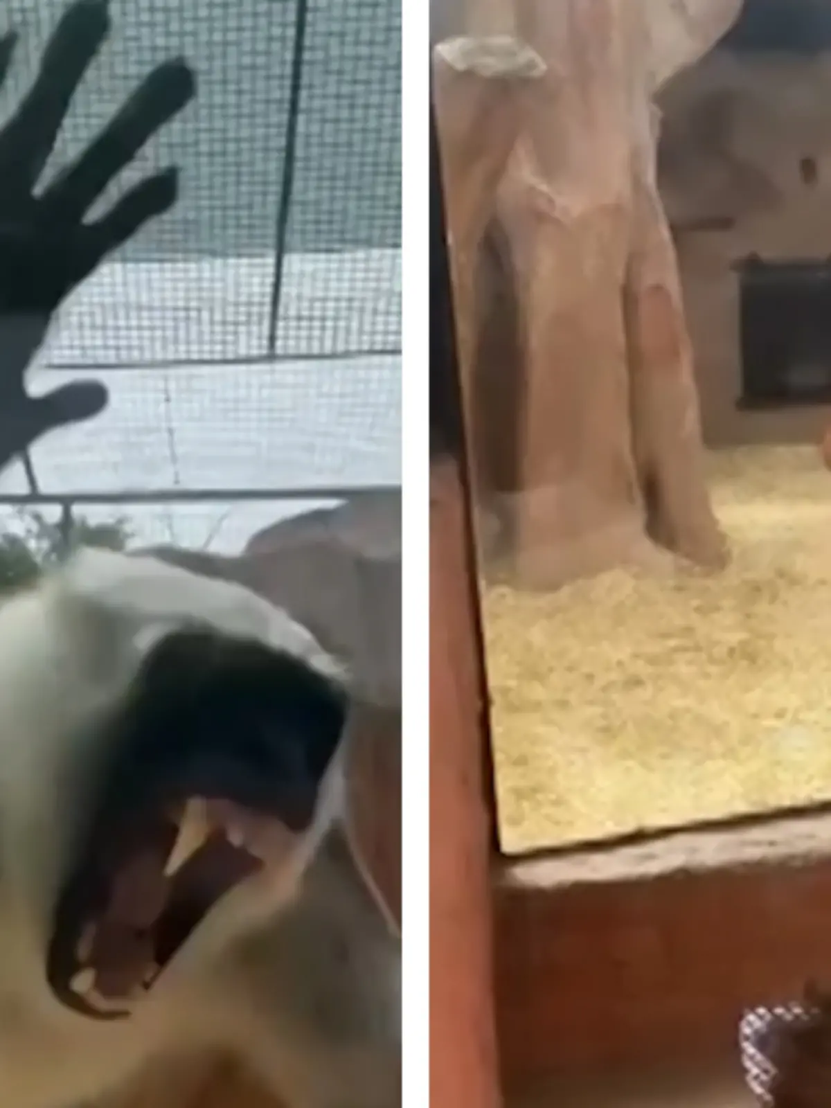 Bild zu: "Besucherin klopft gegen Scheibe - dann macht Aggro-Affe DAS!"