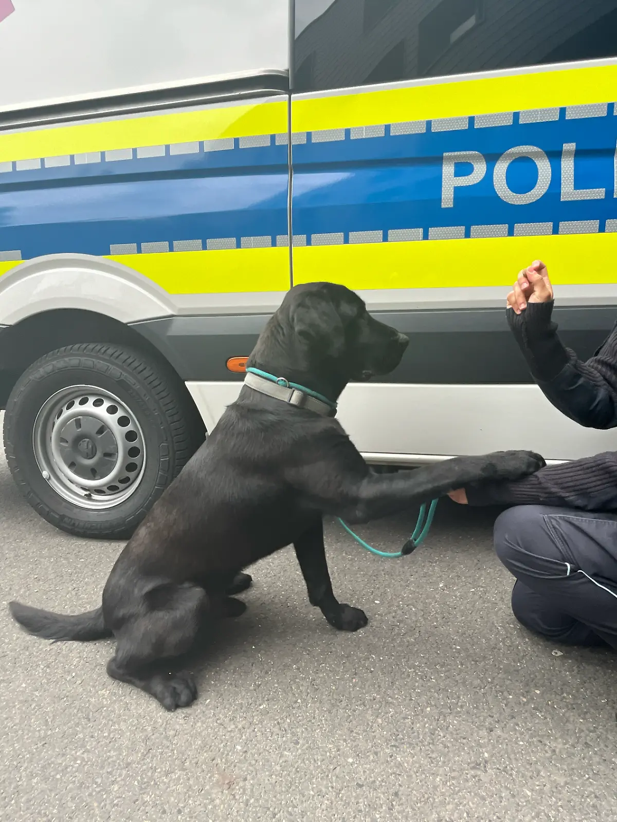 Bild zu: "Charlie irrte völlig ängstlich nahe Autobahn herum"