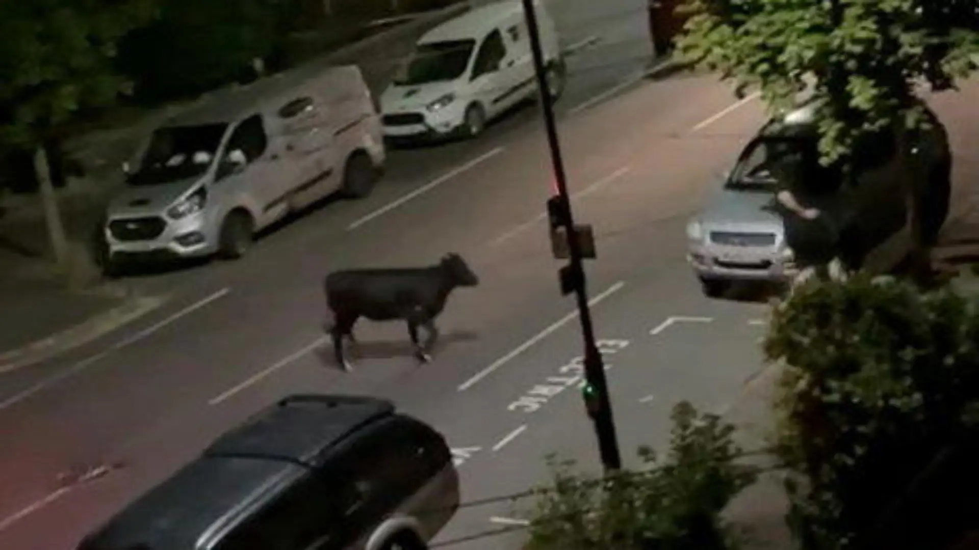 SONDERKONDITIONEN: PREISABSPRACHE! *EXCLUSIVE*
The incident in West London where police officers deliberately drove at a young calf in an attempt to neutralise the threat they believed it posed. Photo released June 16 2024. After a public rebuke from Home Secretary James Cleverly the police force have promised an investigation. Disturbing footage shows Surrey police aggressively ramming an escaped cow with a police truck. Police officers were called to a street in Staines-upon-Thames at around 9pm on Friday to reports of an escaped cow. The scared animal is believed to have escaped from a nearby field and had been causing traffic delays as it ran along local streets. Witnesses say the officers tried to calm the animal for a couple of hours but decided to ram the uncontrollable animal at around 11pm.