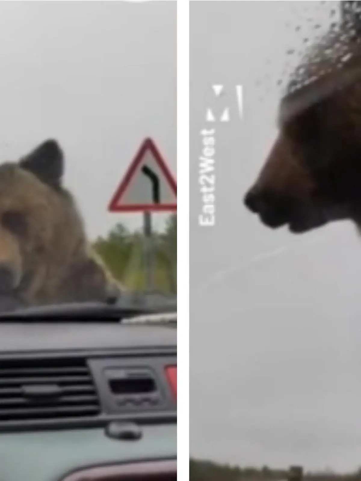 Er lässt nicht locker!

In Russland sind drei Reisende mit ihrem Auto liegengeblieben. Ausgerechnet jetzt kommt zusätzlich ein großer Braunbär ins Spiel. Er nähert sich dem Auto und scheint dabei sichtlich Spaß zu haben.

Die Bilder seht Ihr im Video!