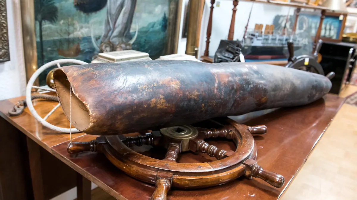 Die rund 1,5 Meter lange Spitze eines Walpenis aus der «Oevelgönner Seekiste» liegt im Aktionshaus Kendzia auf einem Tisch. Am 20.05.2022 werden seltene nautische Exponate aus der Privatsammlung des Hamburger Kapitäns Herbert Lührs in dem Auktionshaus versteigert. (zu dpa «Versteigerung von nautischen Exponaten: Auch Walpenis dabei»)