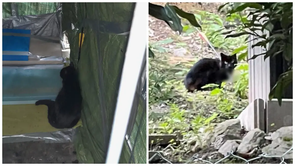 Fotokollage der Katze in der Falle und das erste Sichtungsbild