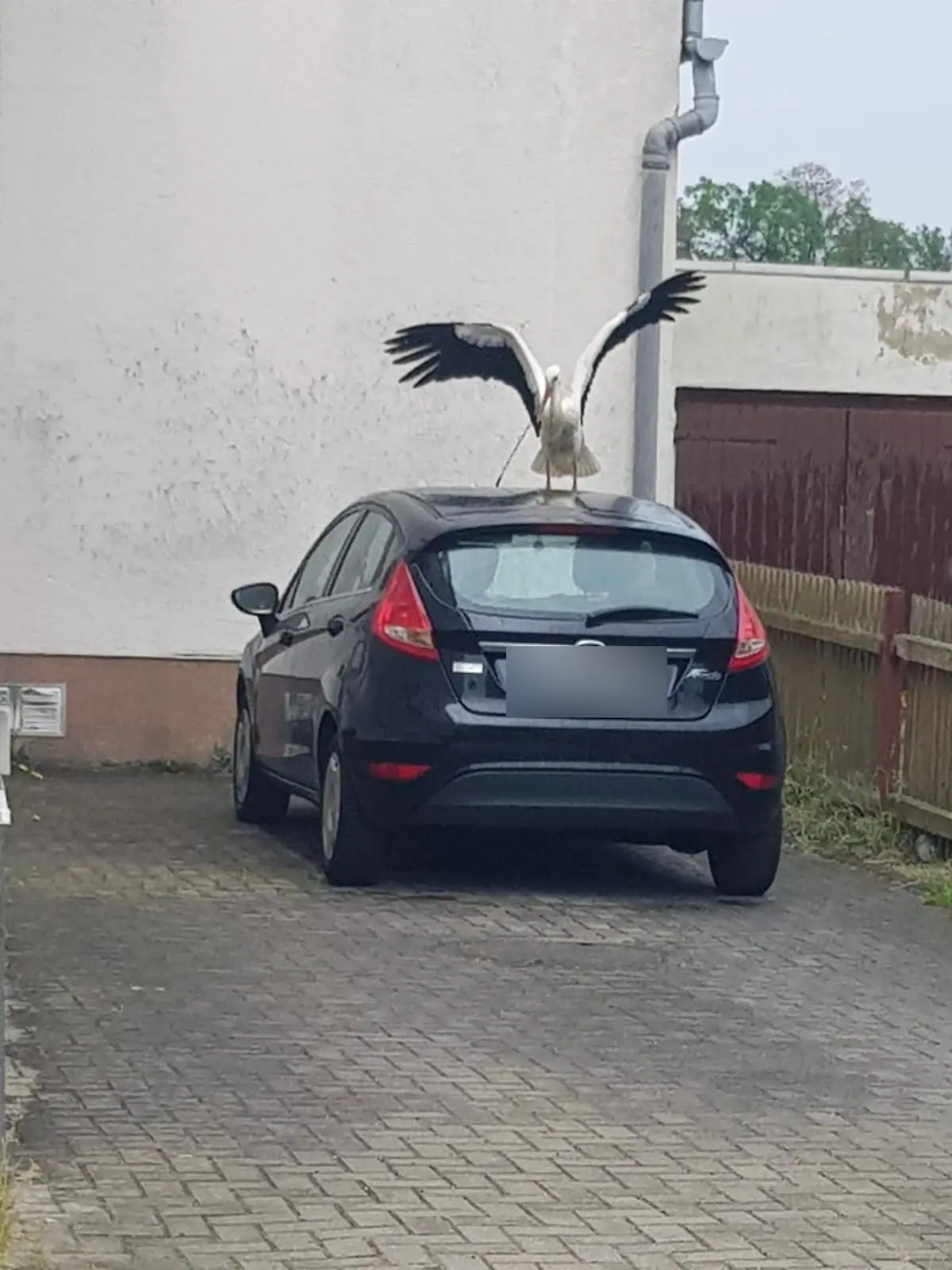 Immer wieder zerstört der Storch Autos in dem kleinen Ort.