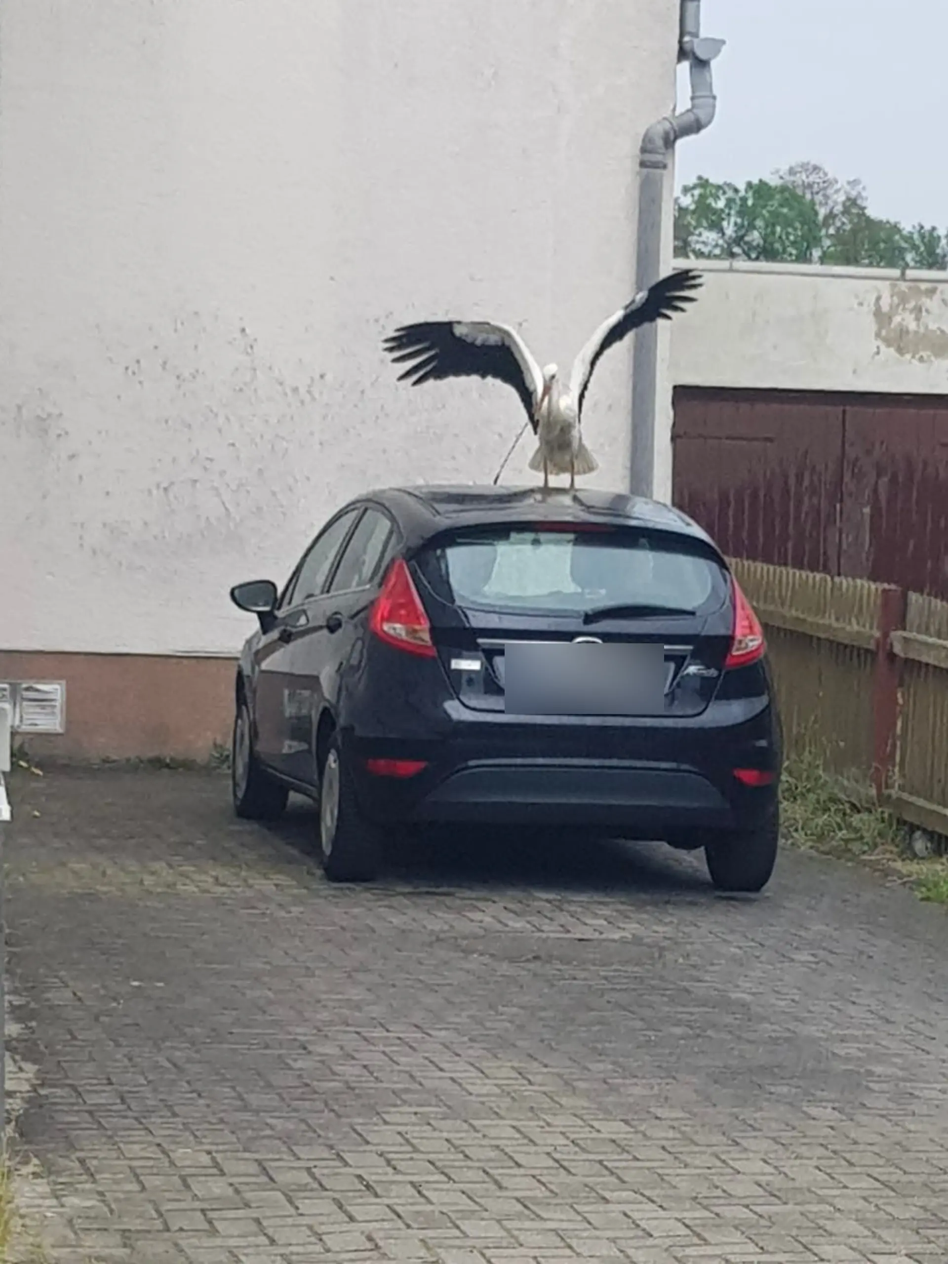 Immer wieder zerstört der Storch Autos in dem kleinen Ort.