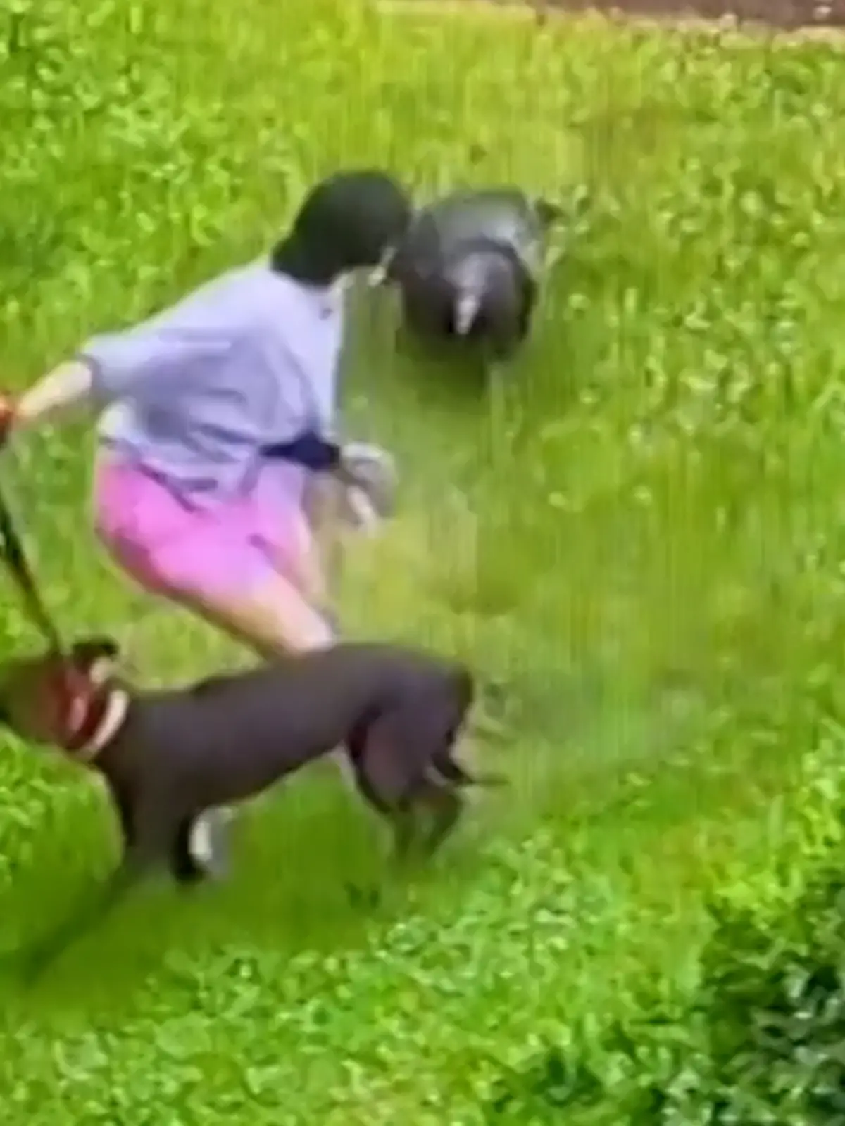 Terror-Truthahn attackiert Hund 