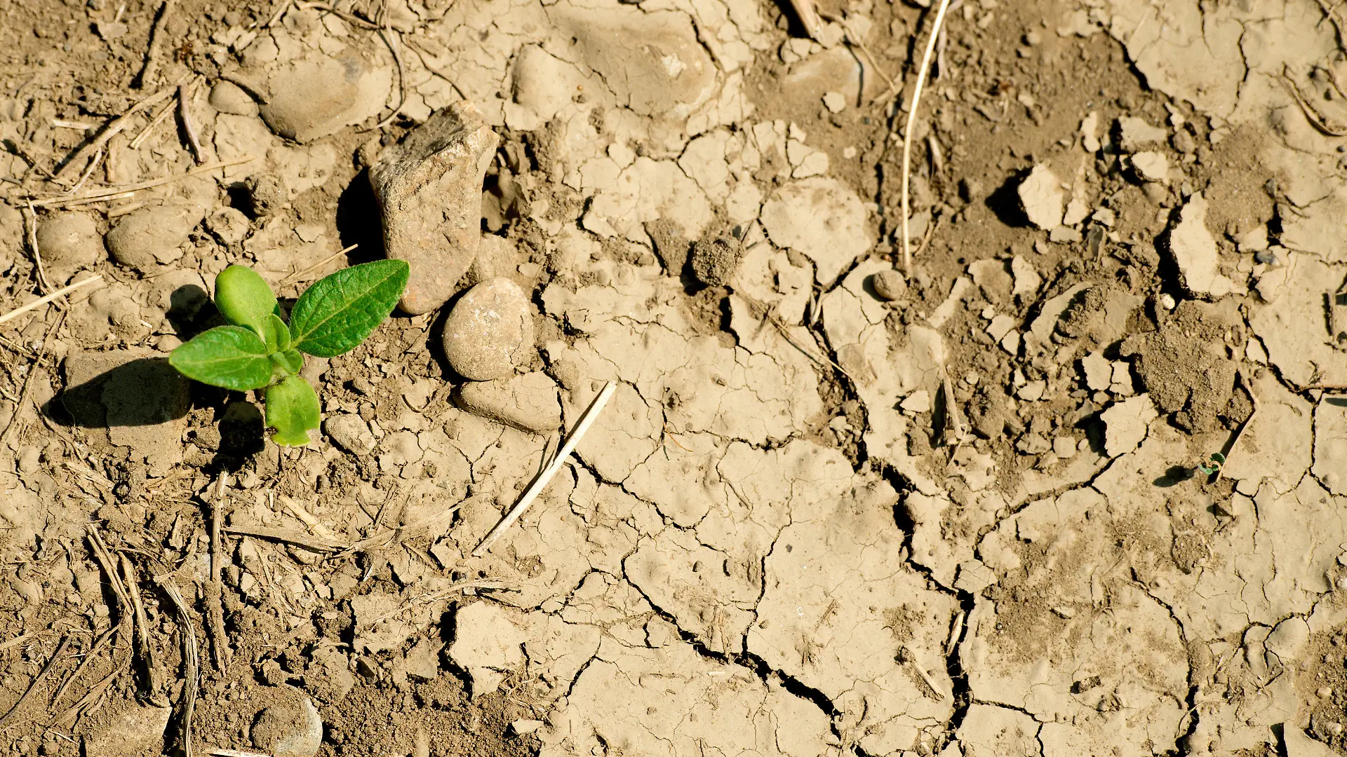 ARCHIV - 12.08.2015, Bayern, Manching: Eine Pflanze wächst auf trockenem und rissigem Boden. Der zu trockene Sommer mit Dürre und Mangel an Regen brachte den Bauern damals Ernteausfälle. (zu dpa "Bericht: Wasserknappheit von Finanzinstituten bislang unterschätzt") Foto: Sven Hoppe/dpa +++ dpa-Bildfunk +++