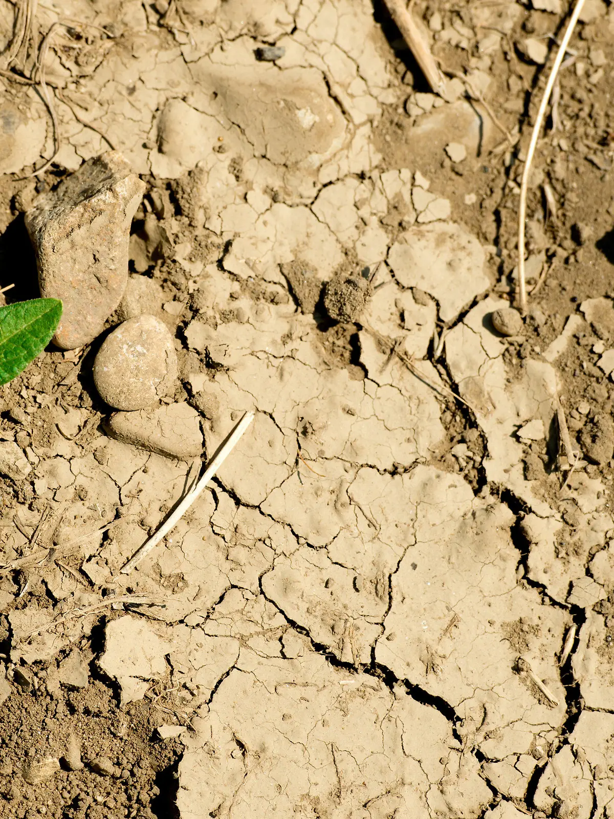 ARCHIV - 12.08.2015, Bayern, Manching: Eine Pflanze wächst auf trockenem und rissigem Boden. Der zu trockene Sommer mit Dürre und Mangel an Regen brachte den Bauern damals Ernteausfälle. (zu dpa "Bericht: Wasserknappheit von Finanzinstituten bislang unterschätzt") Foto: Sven Hoppe/dpa +++ dpa-Bildfunk +++