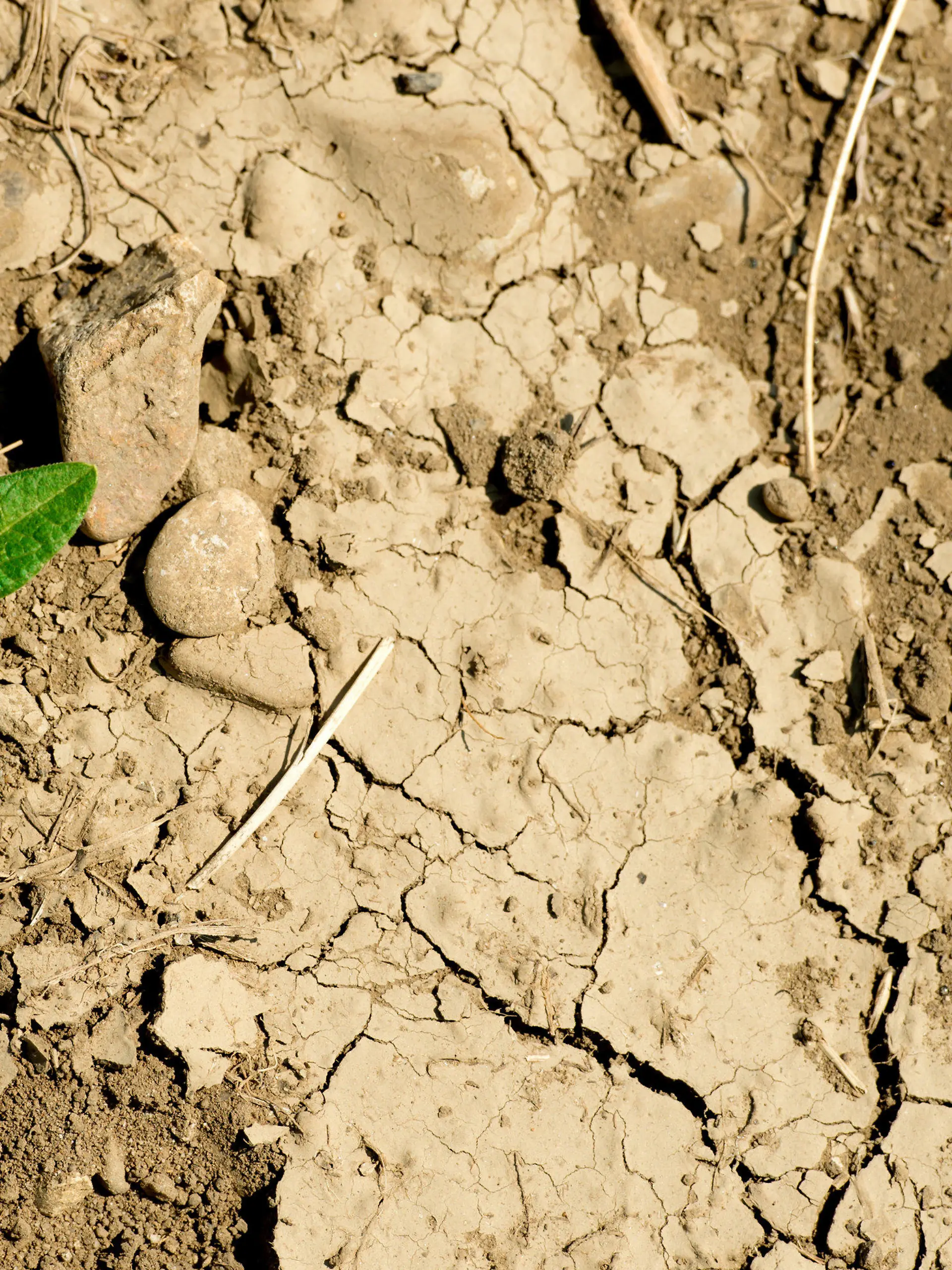 ARCHIV - 12.08.2015, Bayern, Manching: Eine Pflanze wächst auf trockenem und rissigem Boden. Der zu trockene Sommer mit Dürre und Mangel an Regen brachte den Bauern damals Ernteausfälle. (zu dpa "Bericht: Wasserknappheit von Finanzinstituten bislang unterschätzt") Foto: Sven Hoppe/dpa +++ dpa-Bildfunk +++