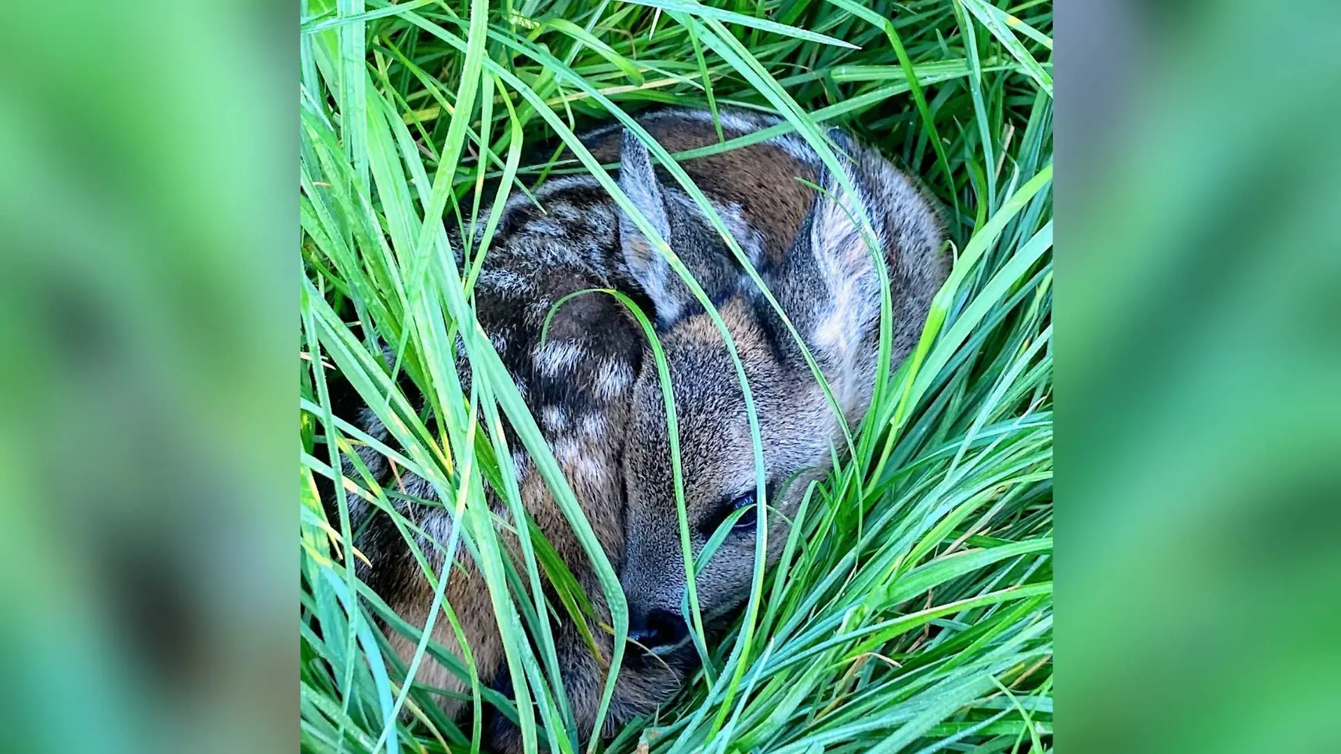 Wenn ein Kitz alleine in der Natur ist, dann läuft die Zeit.