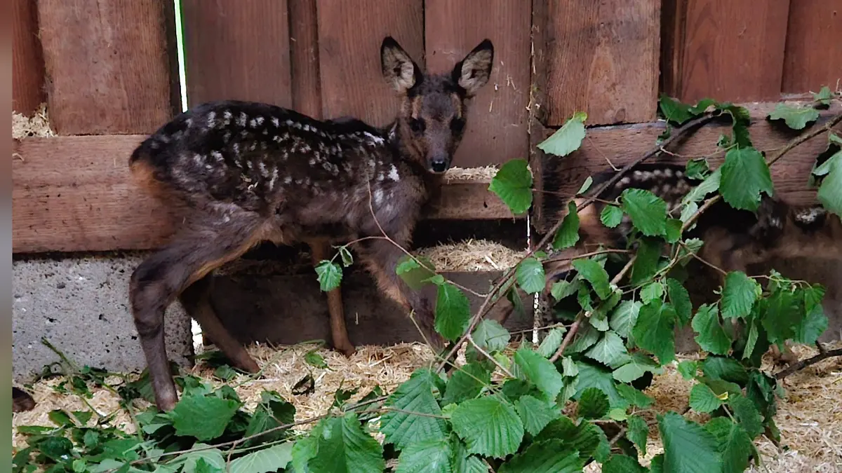 In der Wildstation werden die Kitze aufgepäppelt.