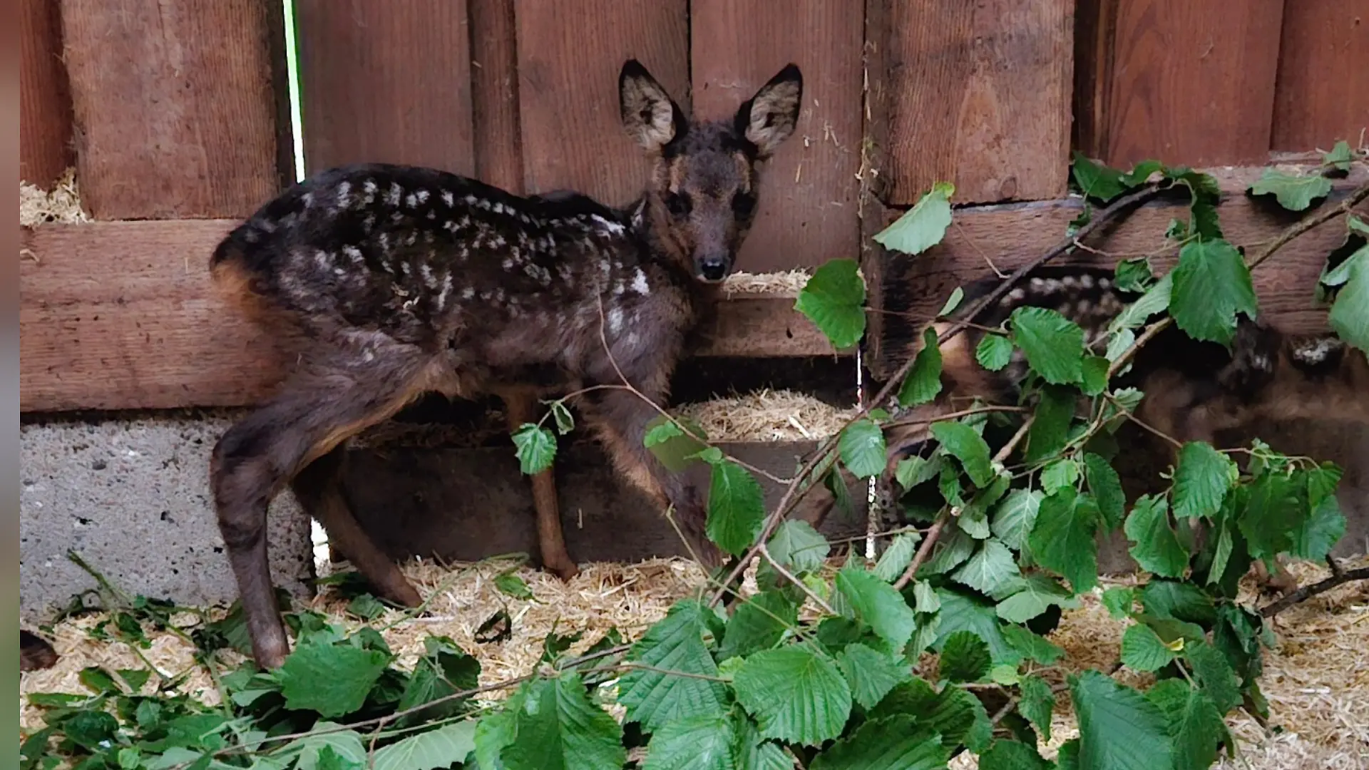 In der Wildstation werden die Kitze aufgepäppelt.