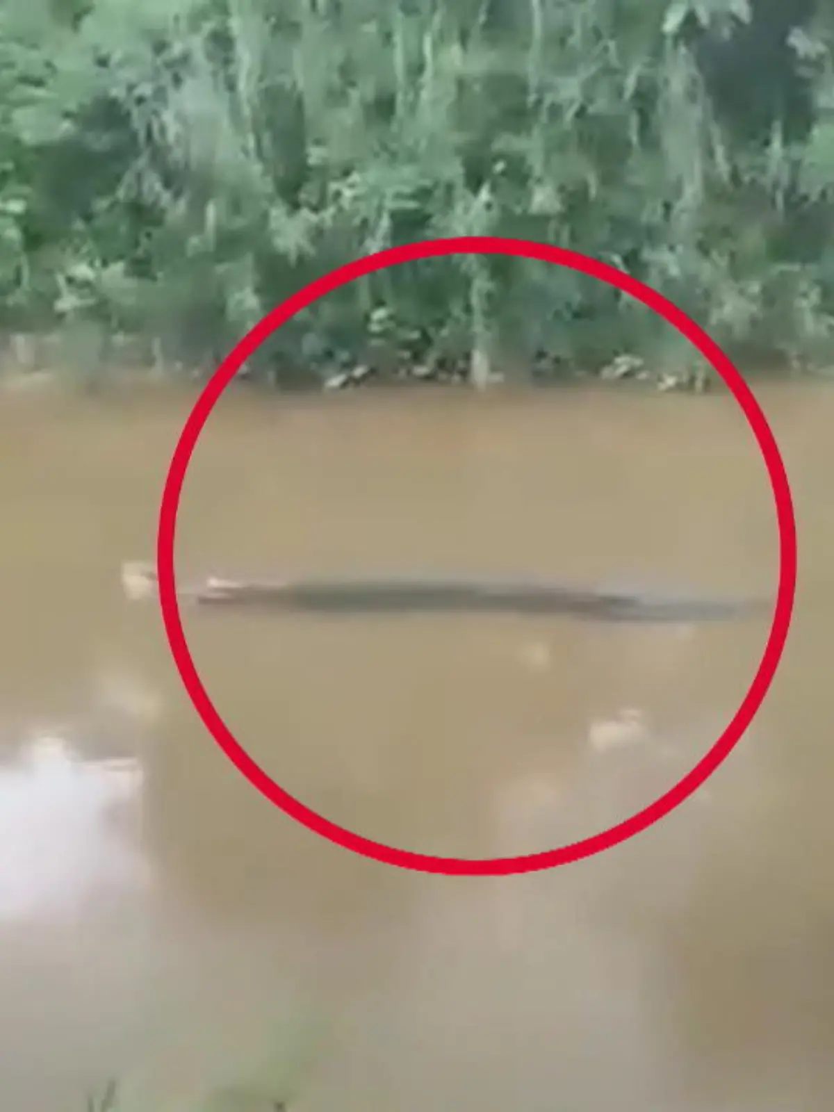 Dieser Clip ist nichts für schwache Nerven: Hier schwimmt ein Krokodil durch den südindonesischen Ladongi-Fluss. Zuvor attackierte es einen Fischer - im Maul hält es das, was von ihm übrig blieb.