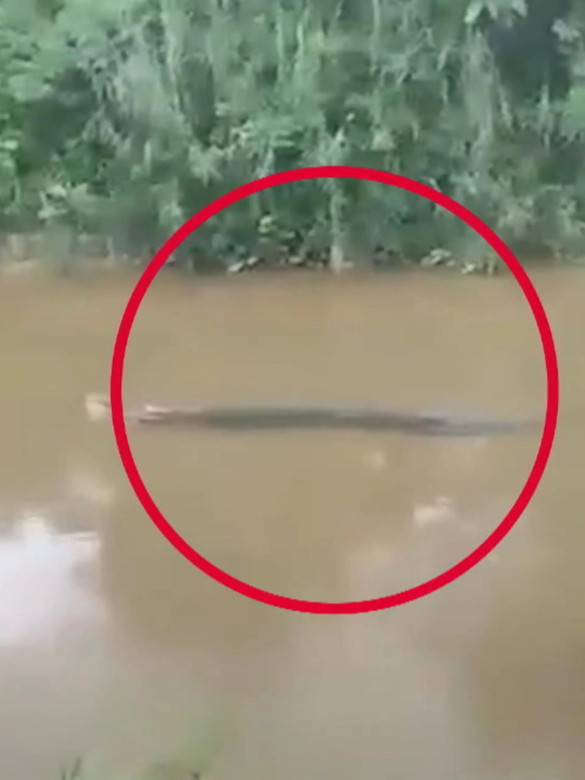 Dieser Clip ist nichts für schwache Nerven: Hier schwimmt ein Krokodil durch den südindonesischen Ladongi-Fluss. Zuvor attackierte es einen Fischer - im Maul hält es das, was von ihm übrig blieb.