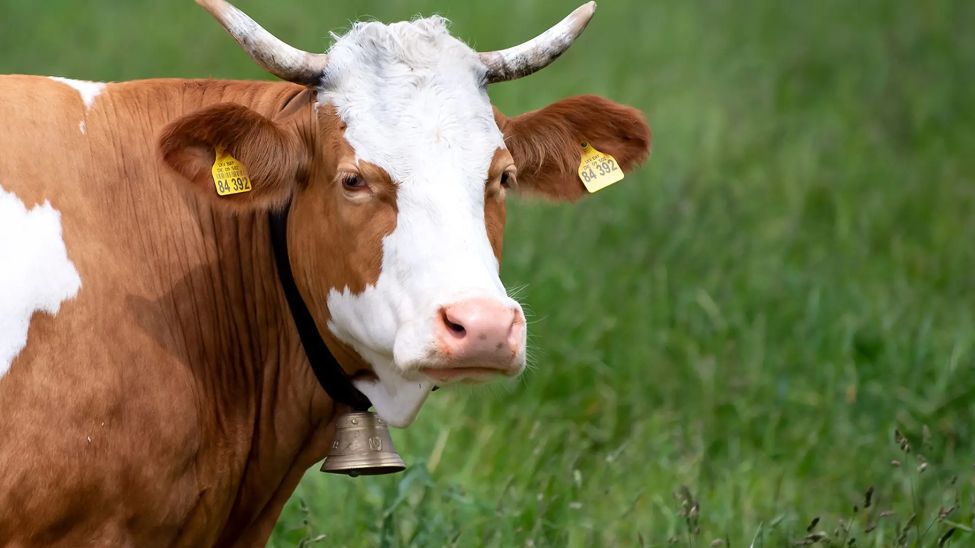 Eine Kuh steht auf einer Weide. Sie trägt eine traditionelle Glocke um den Hals.