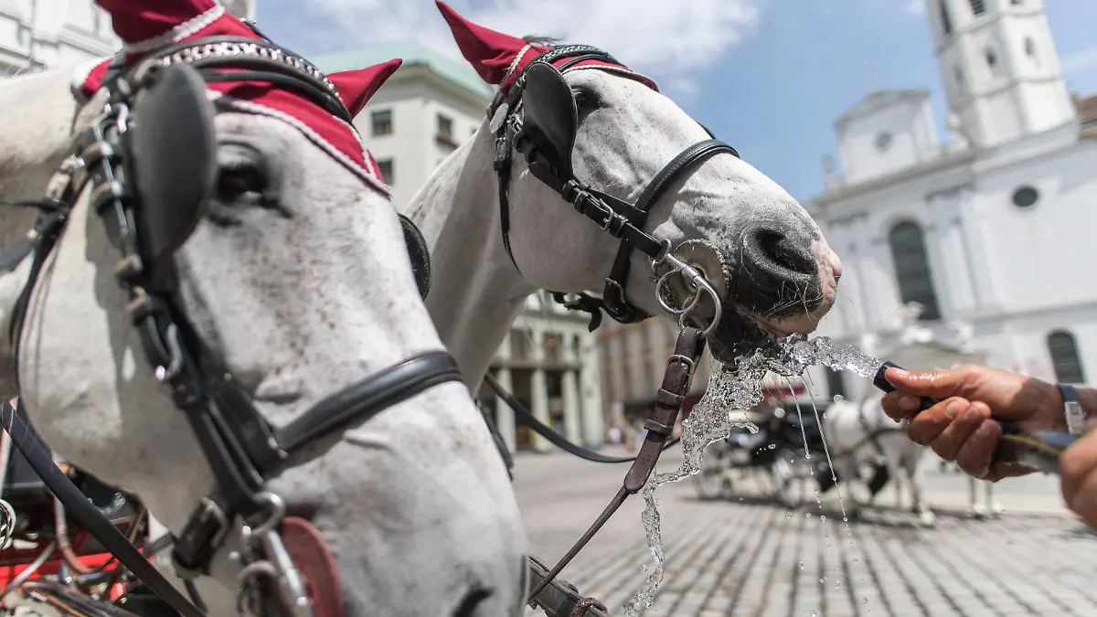 Wien THEMENBILD - erste Hitzewelle des Jahres bahnt sich an, im Bild Fiakerpferde erhalten Wasser, aufgenommen am 10. Juni 2019 in Wien, Oesterreich. // Over the next few days, the thermometer is expected to move in the direction of 35 degrees Celsius and above. Wien, Austria on 2019/06/10. *** Vienna THEMEMENBILD first heat wave of the year is on its way, in the picture Fiaker horses receive water, recorded on 10 June 2019 in Vienna, Austria Over the next few days, the thermometer is expected to move in the direction of 35 degrees Celsius and above Vienna, Austria on 2019 06 10 PUBLICATIONxNOTxINxAUT EX_GRU