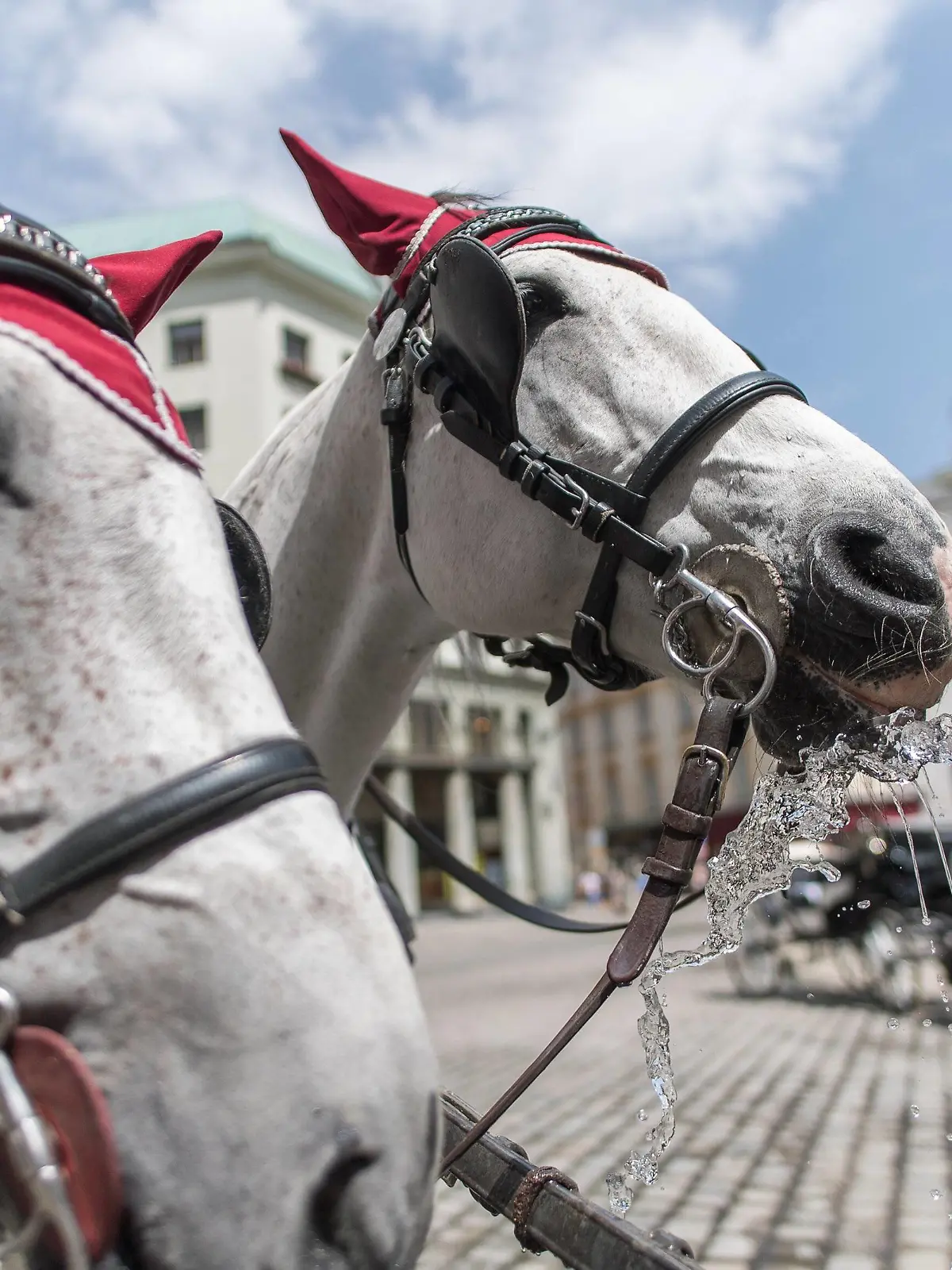 Wien THEMENBILD - erste Hitzewelle des Jahres bahnt sich an, im Bild Fiakerpferde erhalten Wasser, aufgenommen am 10. Juni 2019 in Wien, Oesterreich. // Over the next few days, the thermometer is expected to move in the direction of 35 degrees Celsius and above. Wien, Austria on 2019/06/10. *** Vienna THEMEMENBILD first heat wave of the year is on its way, in the picture Fiaker horses receive water, recorded on 10 June 2019 in Vienna, Austria Over the next few days, the thermometer is expected to move in the direction of 35 degrees Celsius and above Vienna, Austria on 2019 06 10 PUBLICATIONxNOTxINxAUT EX_GRU  