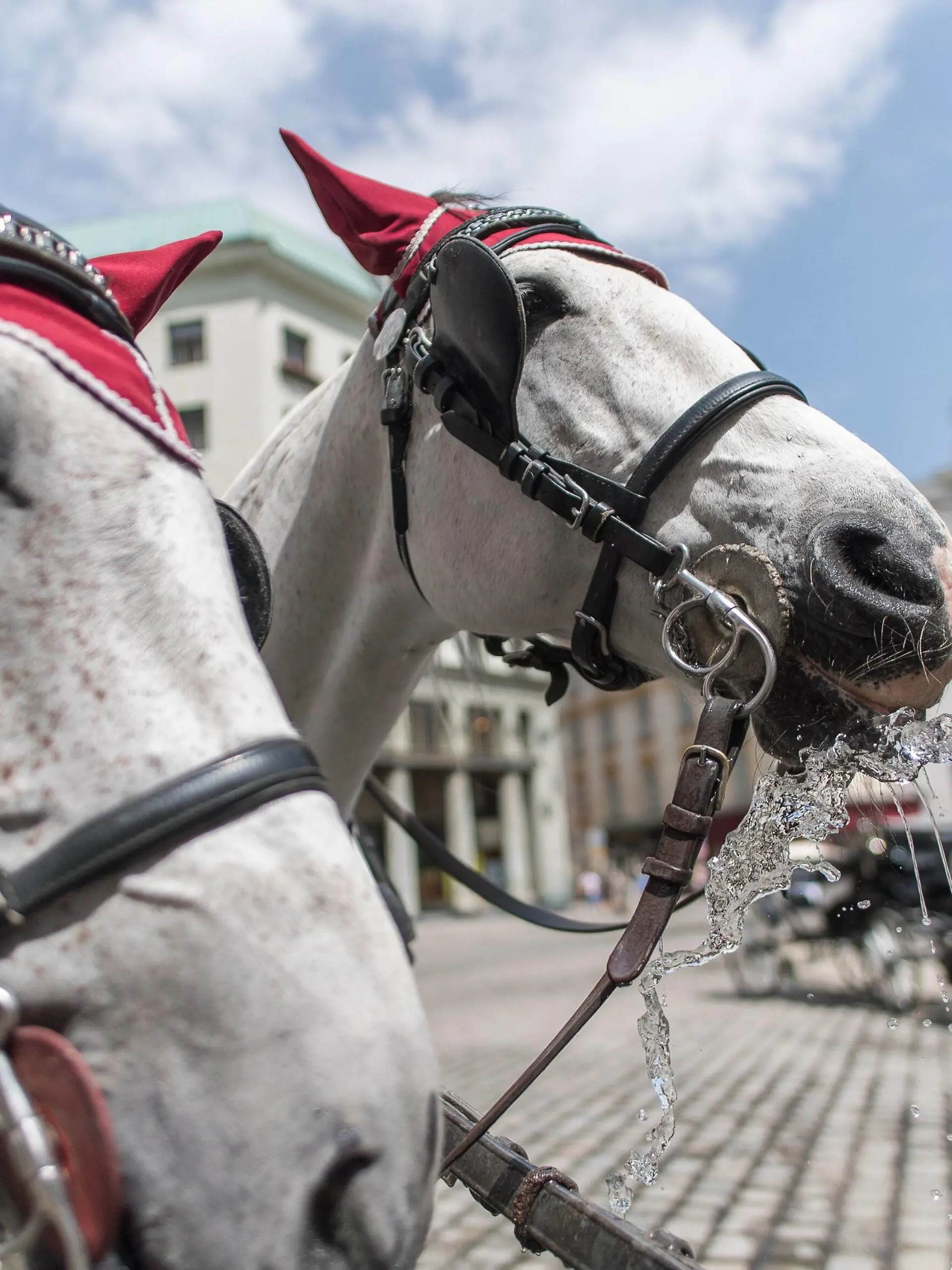 Wien THEMENBILD - erste Hitzewelle des Jahres bahnt sich an, im Bild Fiakerpferde erhalten Wasser, aufgenommen am 10. Juni 2019 in Wien, Oesterreich. // Over the next few days, the thermometer is expected to move in the direction of 35 degrees Celsius and above. Wien, Austria on 2019/06/10. *** Vienna THEMEMENBILD first heat wave of the year is on its way, in the picture Fiaker horses receive water, recorded on 10 June 2019 in Vienna, Austria Over the next few days, the thermometer is expected to move in the direction of 35 degrees Celsius and above Vienna, Austria on 2019 06 10 PUBLICATIONxNOTxINxAUT EX_GRU  