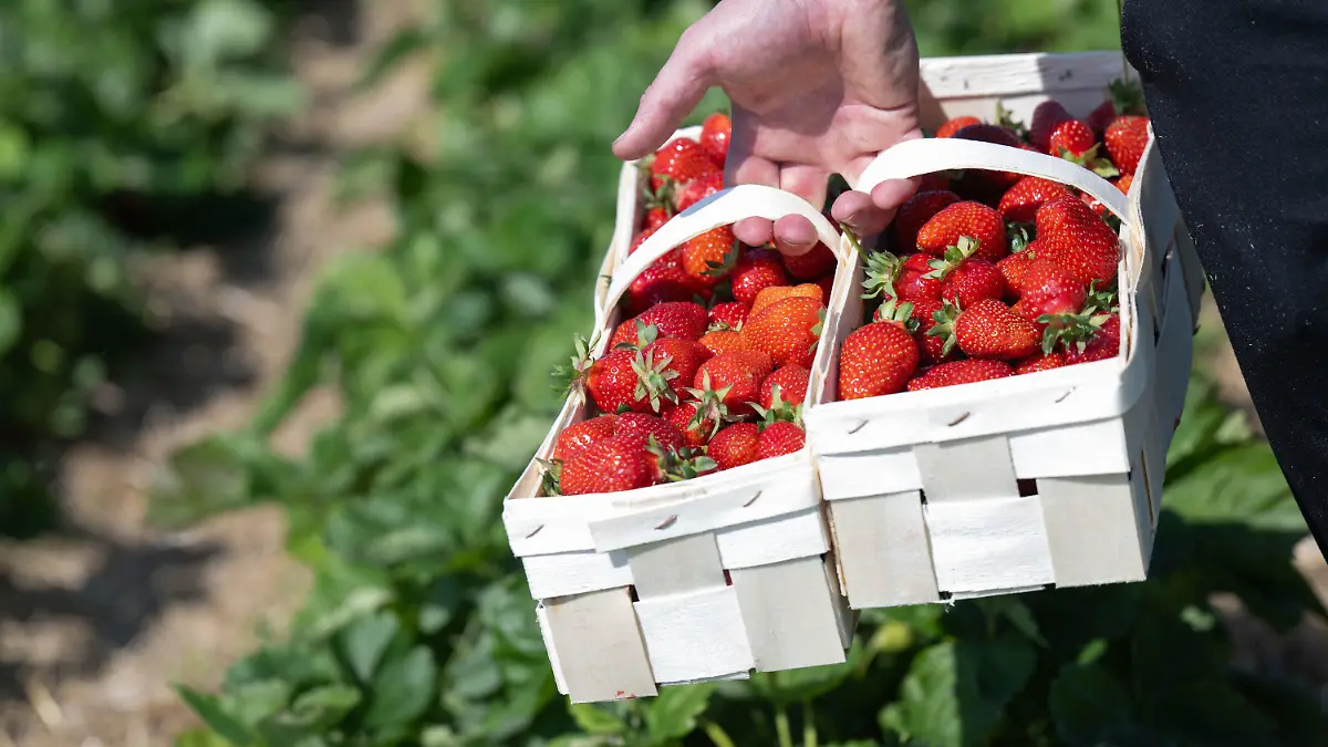 24.05.2024, Sachsen, Leipzig: Erntehelfer Kostja aus der Ukraine trägt Körbe mit geernteten Erdbeeren über das Feld des Erdbeererzeugers Funck in Leipzig. Pünktlich zum ersten ·Tag der deutschen Erdbeere· startet auch der Obstbauverband Sachsen und Sachsen-Anhalt in die Saison. Für Sachsen erwartet der Verband rund 900 Tonnen Erdbeeren, für Sachsen-Anhalt 100 Tonnen. Die zurückliegenden Frostnächte haben starken Schaden angerichtet. Erdbeeren dominieren im sächsischen Obstbau mit 300 Hektar Anbaufläche den Beerenobstsektor. Foto: Hendrik Schmidt/dpa +++ dpa-Bildfunk +++