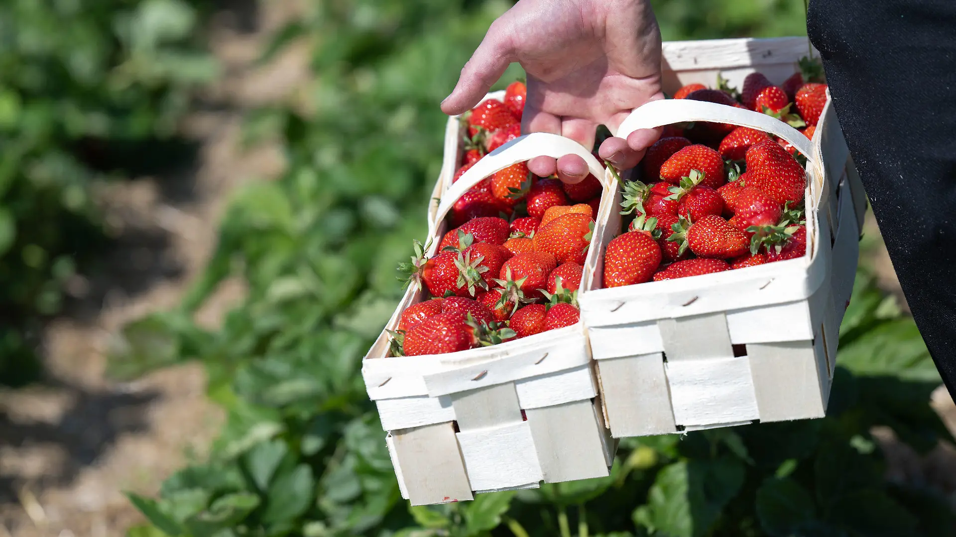 24.05.2024, Sachsen, Leipzig: Erntehelfer Kostja aus der Ukraine trägt Körbe mit geernteten Erdbeeren über das Feld des Erdbeererzeugers Funck in Leipzig. Pünktlich zum ersten ·Tag der deutschen Erdbeere· startet auch der Obstbauverband Sachsen und Sachsen-Anhalt in die Saison. Für Sachsen erwartet der Verband rund 900 Tonnen Erdbeeren, für Sachsen-Anhalt 100 Tonnen. Die zurückliegenden Frostnächte haben starken Schaden angerichtet. Erdbeeren dominieren im sächsischen Obstbau mit 300 Hektar Anbaufläche den Beerenobstsektor. Foto: Hendrik Schmidt/dpa +++ dpa-Bildfunk +++