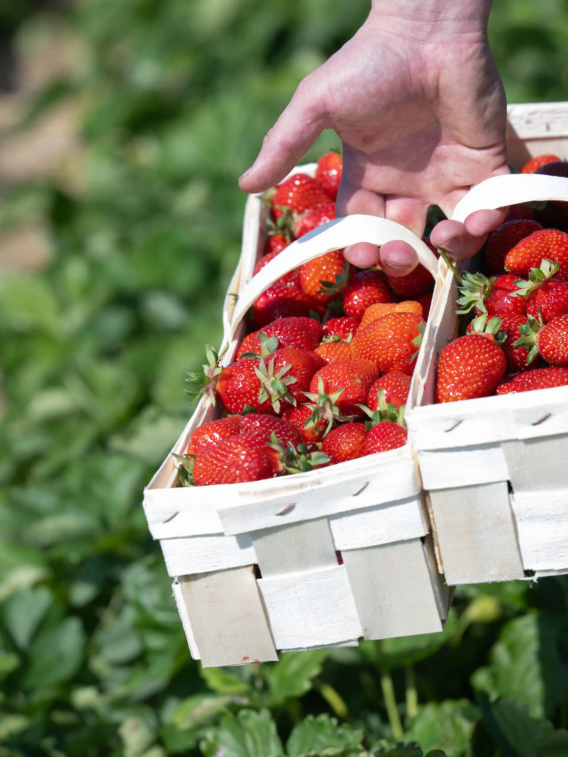 24.05.2024, Sachsen, Leipzig: Erntehelfer Kostja aus der Ukraine trägt Körbe mit geernteten Erdbeeren über das Feld des Erdbeererzeugers Funck in Leipzig. Pünktlich zum ersten ·Tag der deutschen Erdbeere· startet auch der Obstbauverband Sachsen und Sachsen-Anhalt in die Saison. Für Sachsen erwartet der Verband rund 900 Tonnen Erdbeeren, für Sachsen-Anhalt 100 Tonnen. Die zurückliegenden Frostnächte haben starken Schaden angerichtet. Erdbeeren dominieren im sächsischen Obstbau mit 300 Hektar Anbaufläche den Beerenobstsektor. Foto: Hendrik Schmidt/dpa +++ dpa-Bildfunk +++